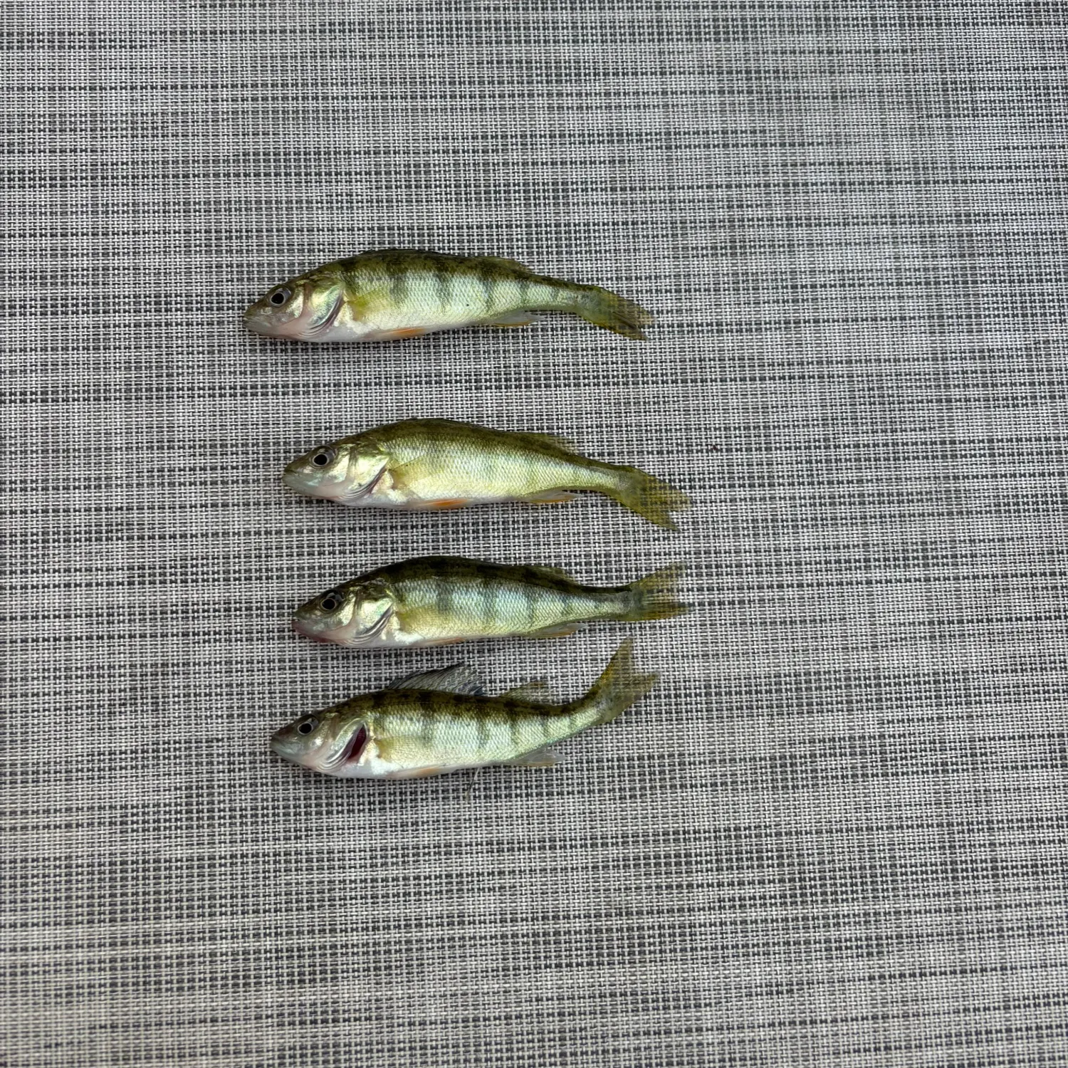 The most recent Yellow perch catches on Fishbrain