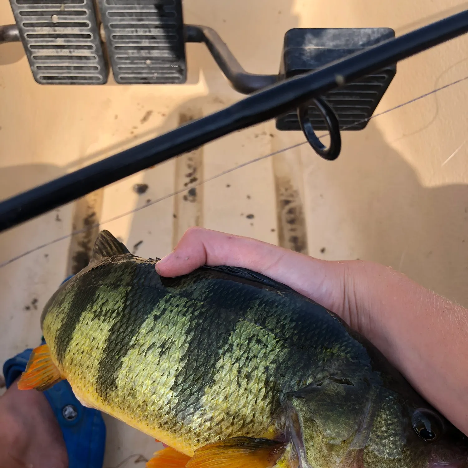 angler catch