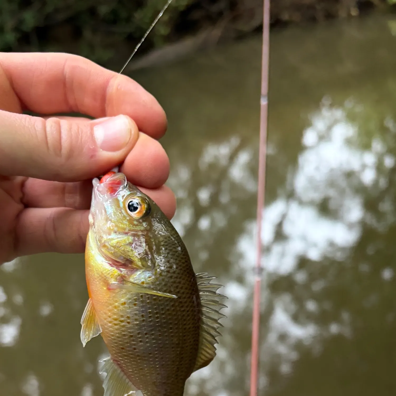 Redbreast sunfish caught on Fishbrain