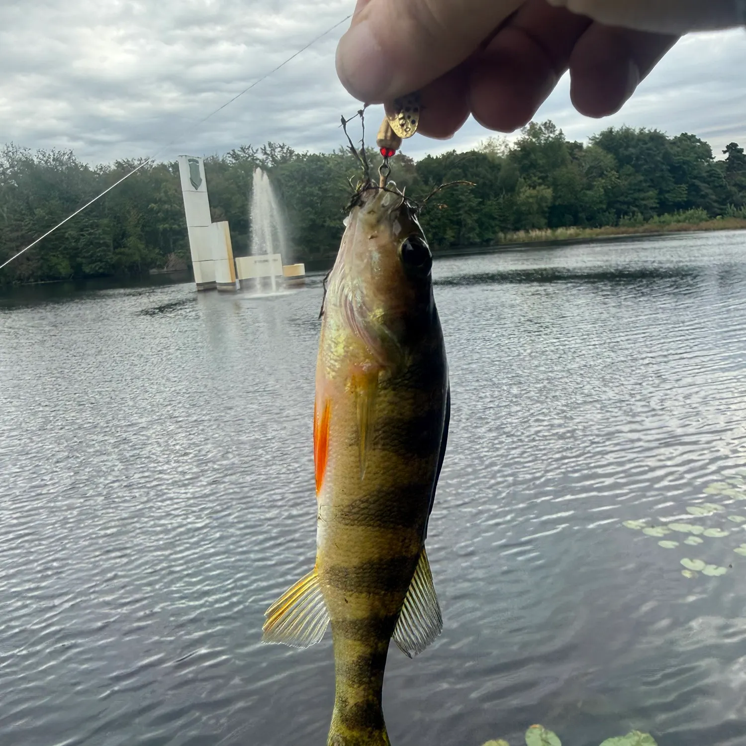 Yellow perch caught on Fishbrain
