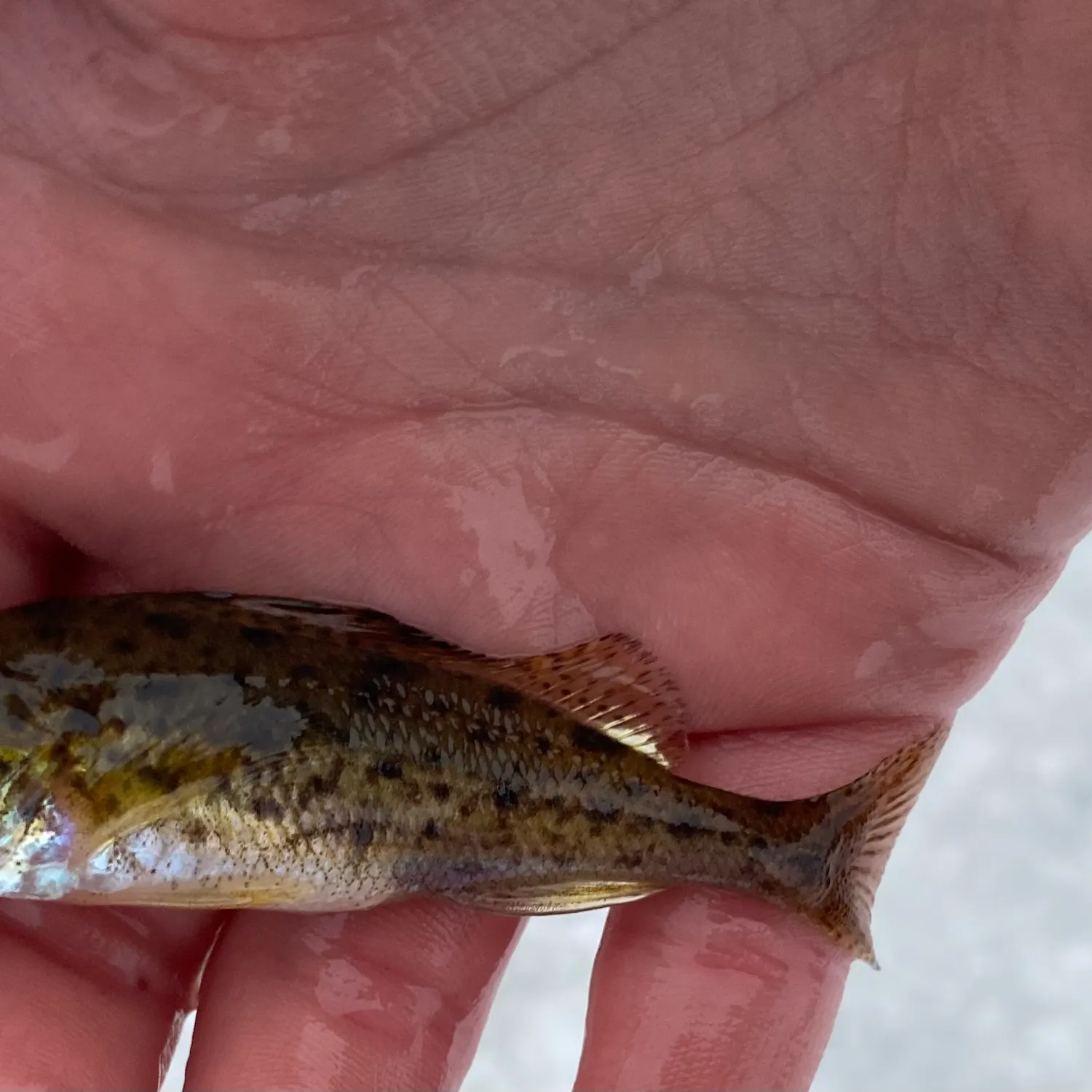 The most recent Eurasian ruffe catches on Fishbrain