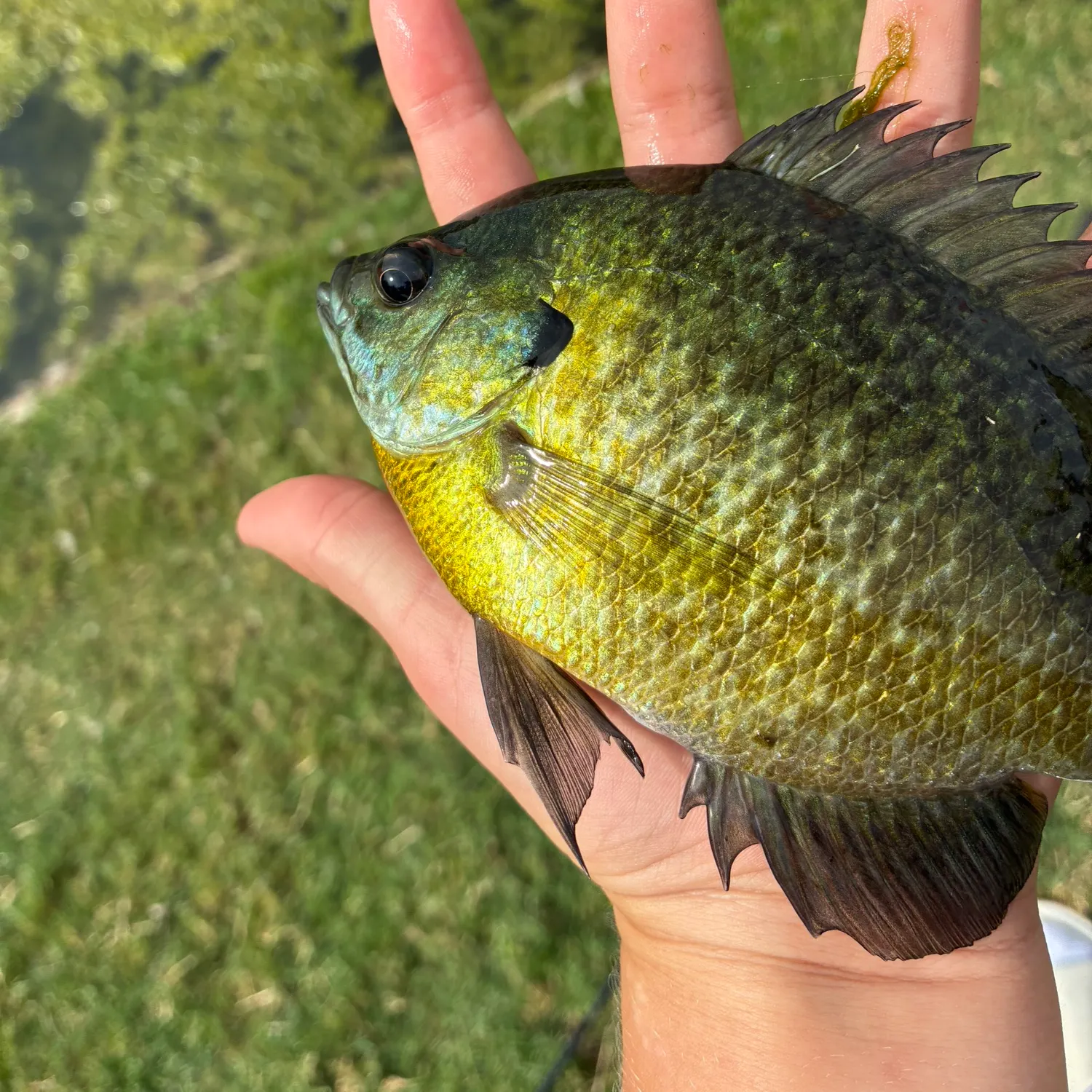 Fish caught on Fishbrain