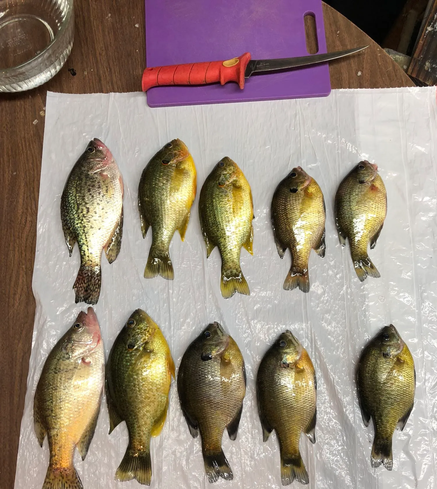 recently logged catches