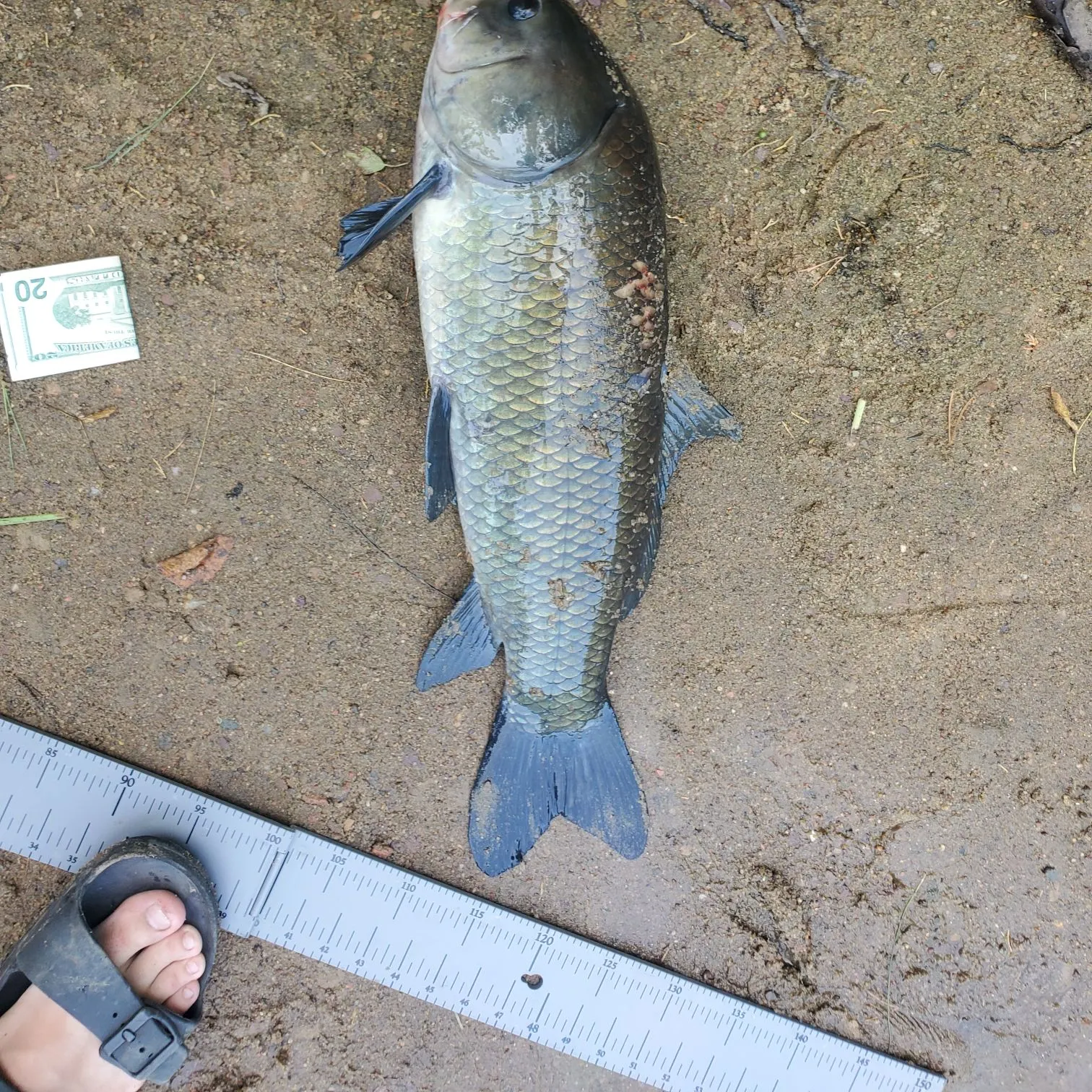 The most recent Bigmouth buffalo catches on Fishbrain