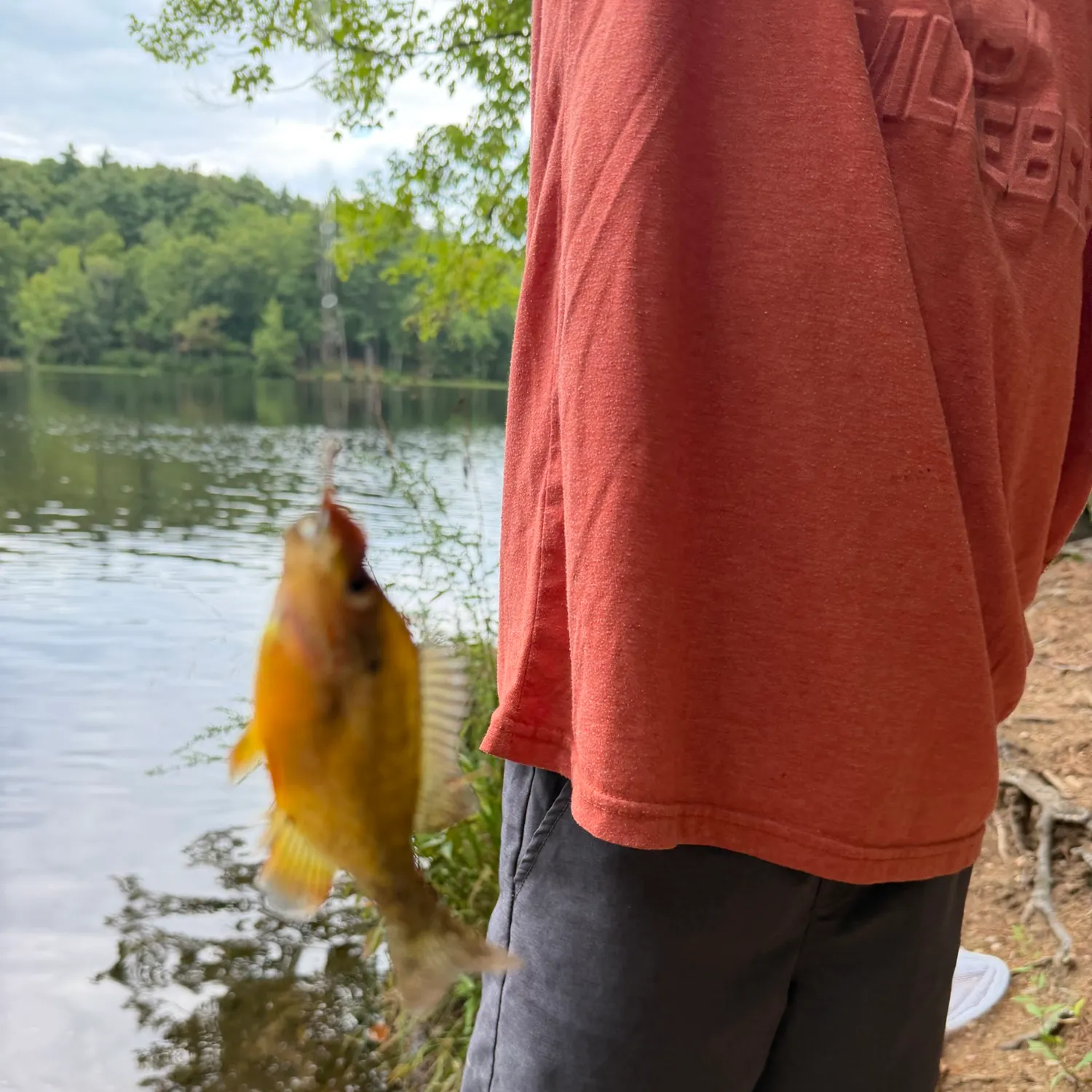 Bluegill caught on Fishbrain