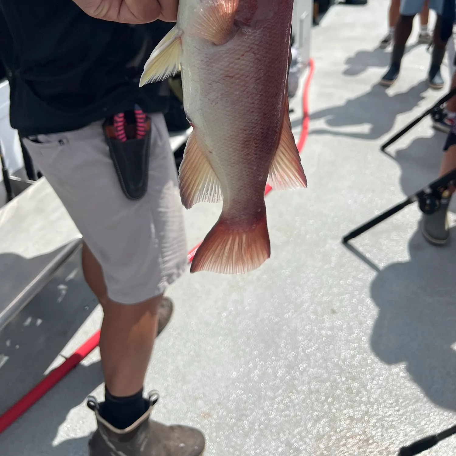 The most recent California sheephead catches on Fishbrain