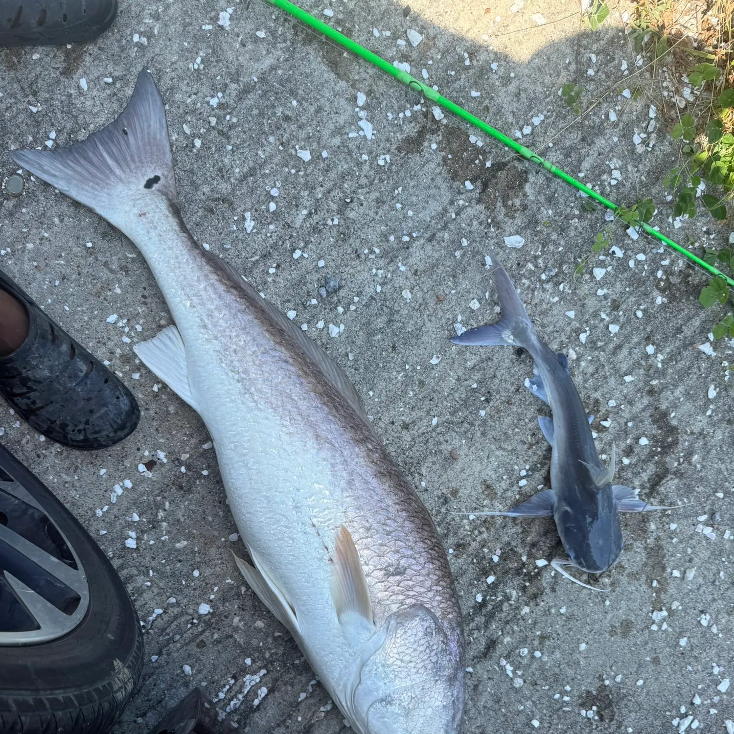 Red drum caught on Fishbrain