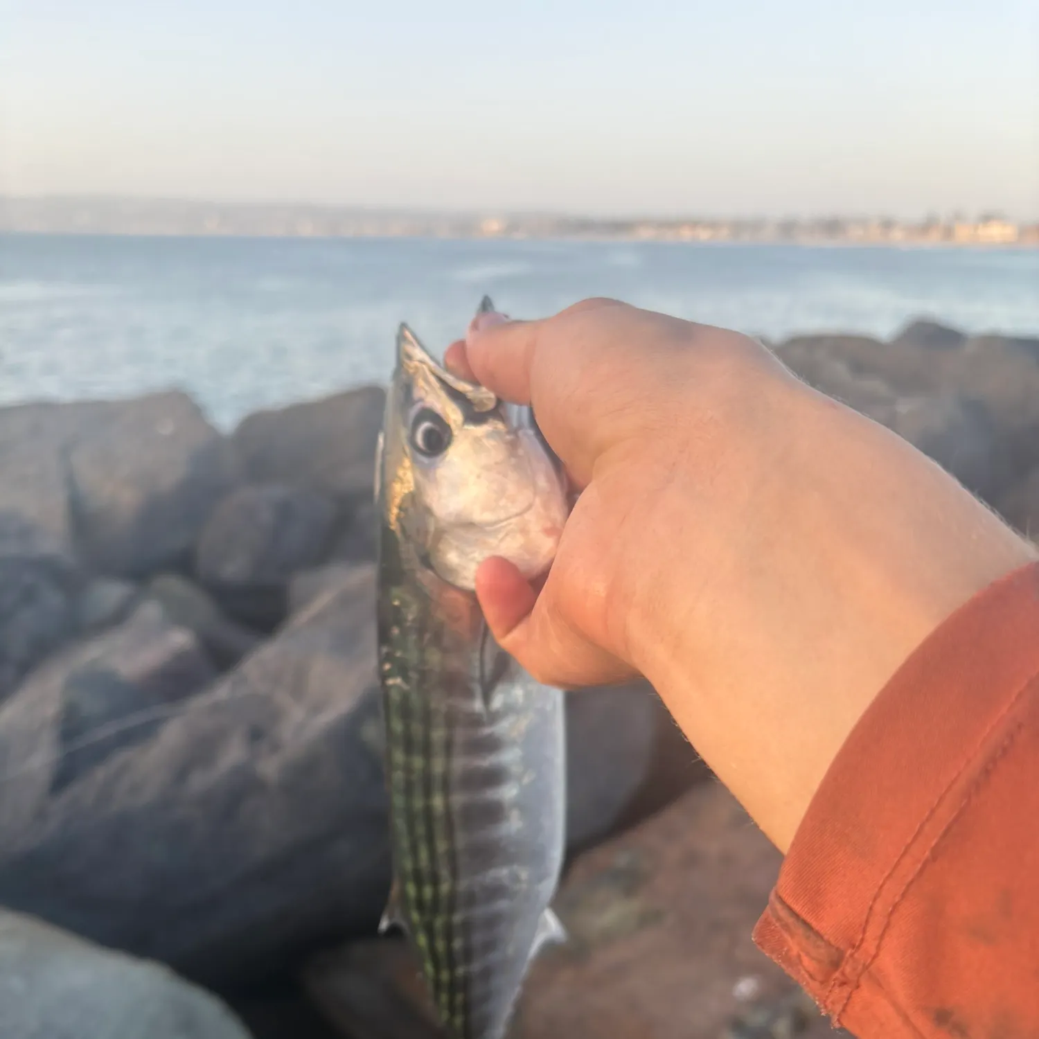 Pacific bonito caught on Fishbrain