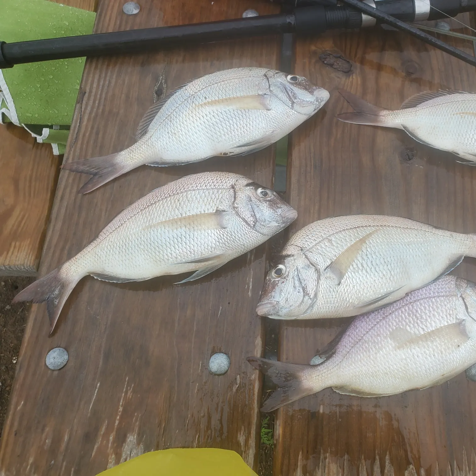 Pink dentex caught on Fishbrain