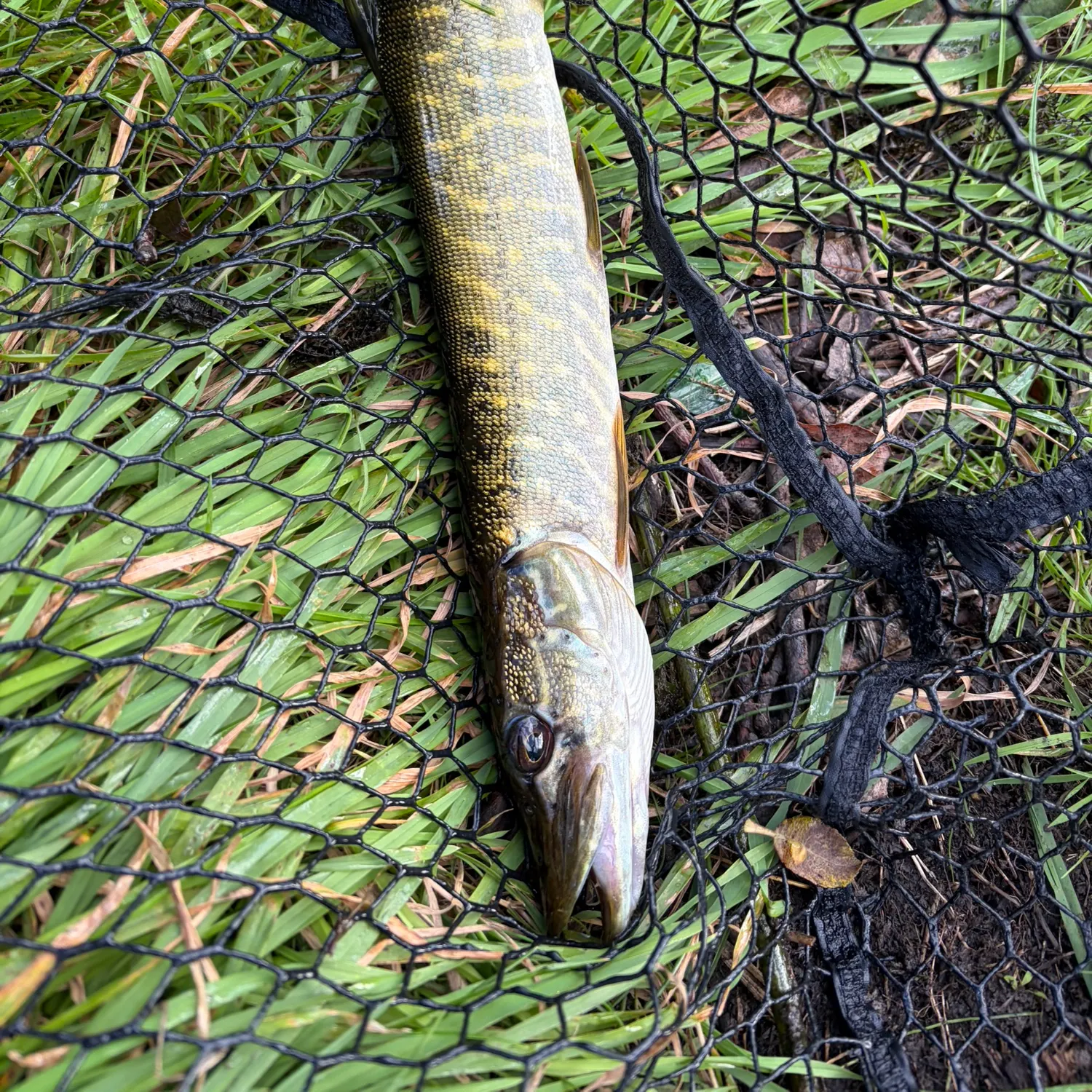 Northern pike caught on Fishbrain