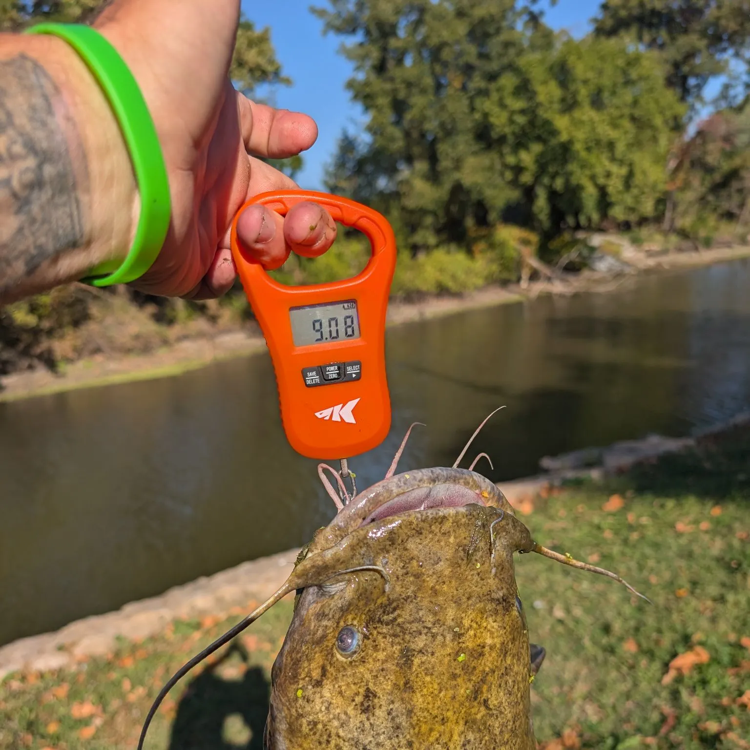 Flathead catfish caught on Fishbrain