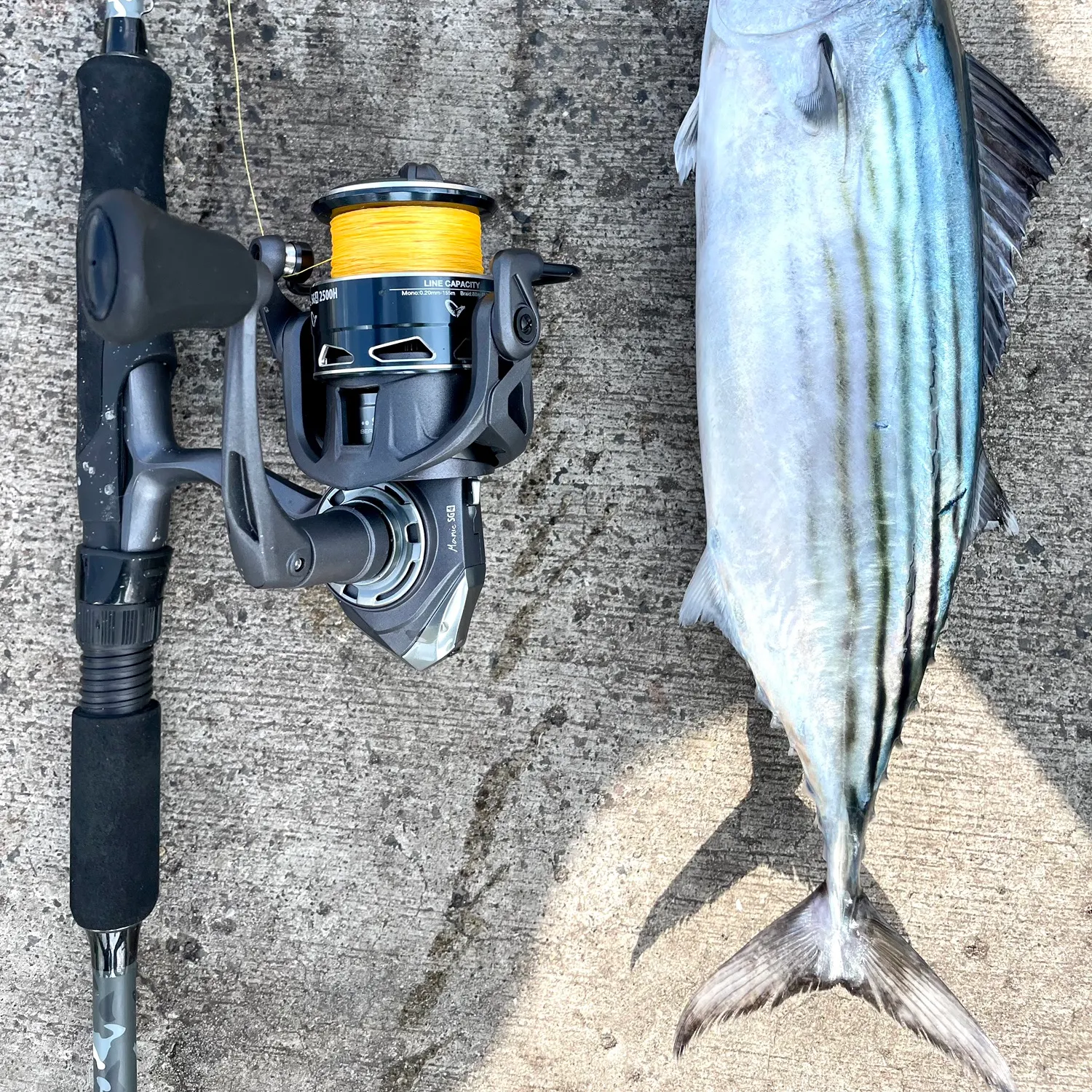 The most recent Australian bonito catches on Fishbrain