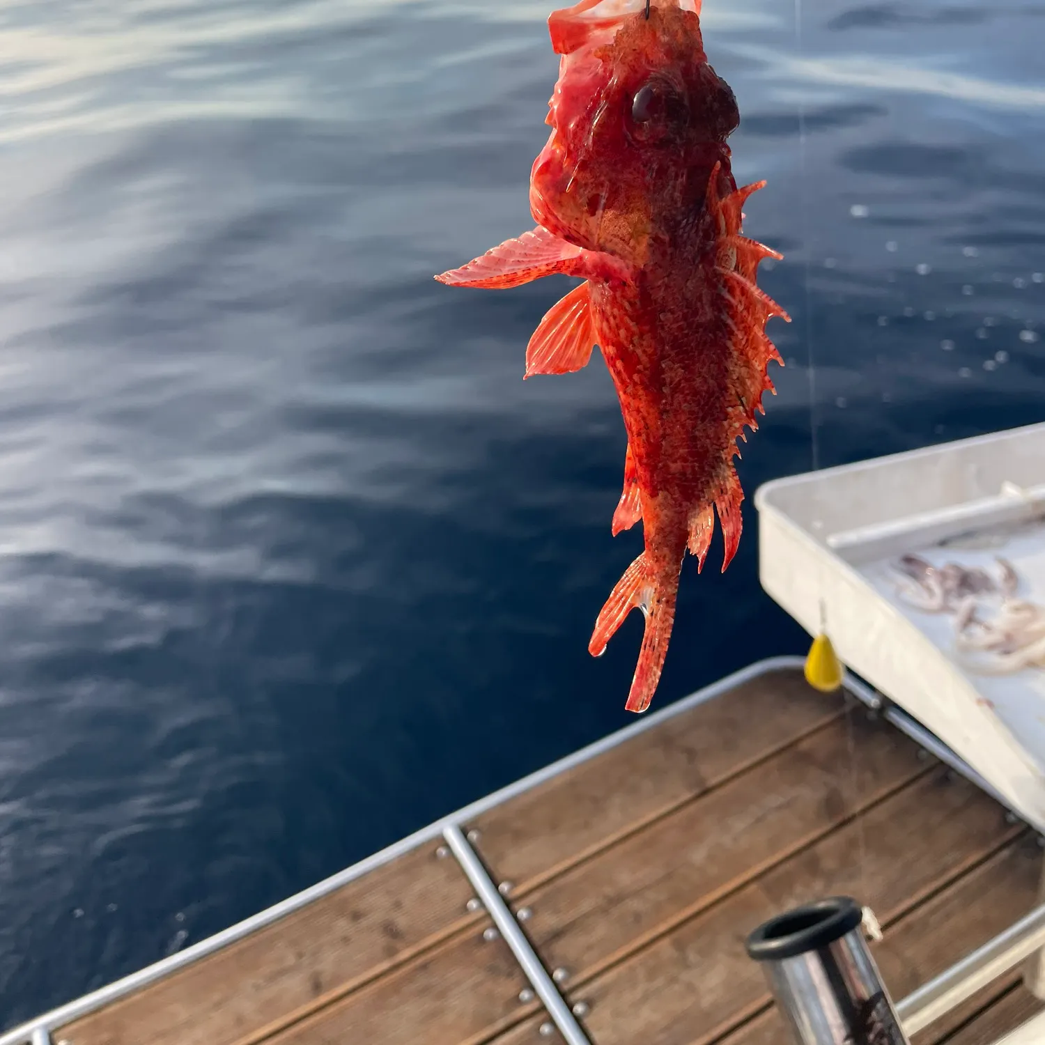 The most recent Small red scorpionfish catches on Fishbrain