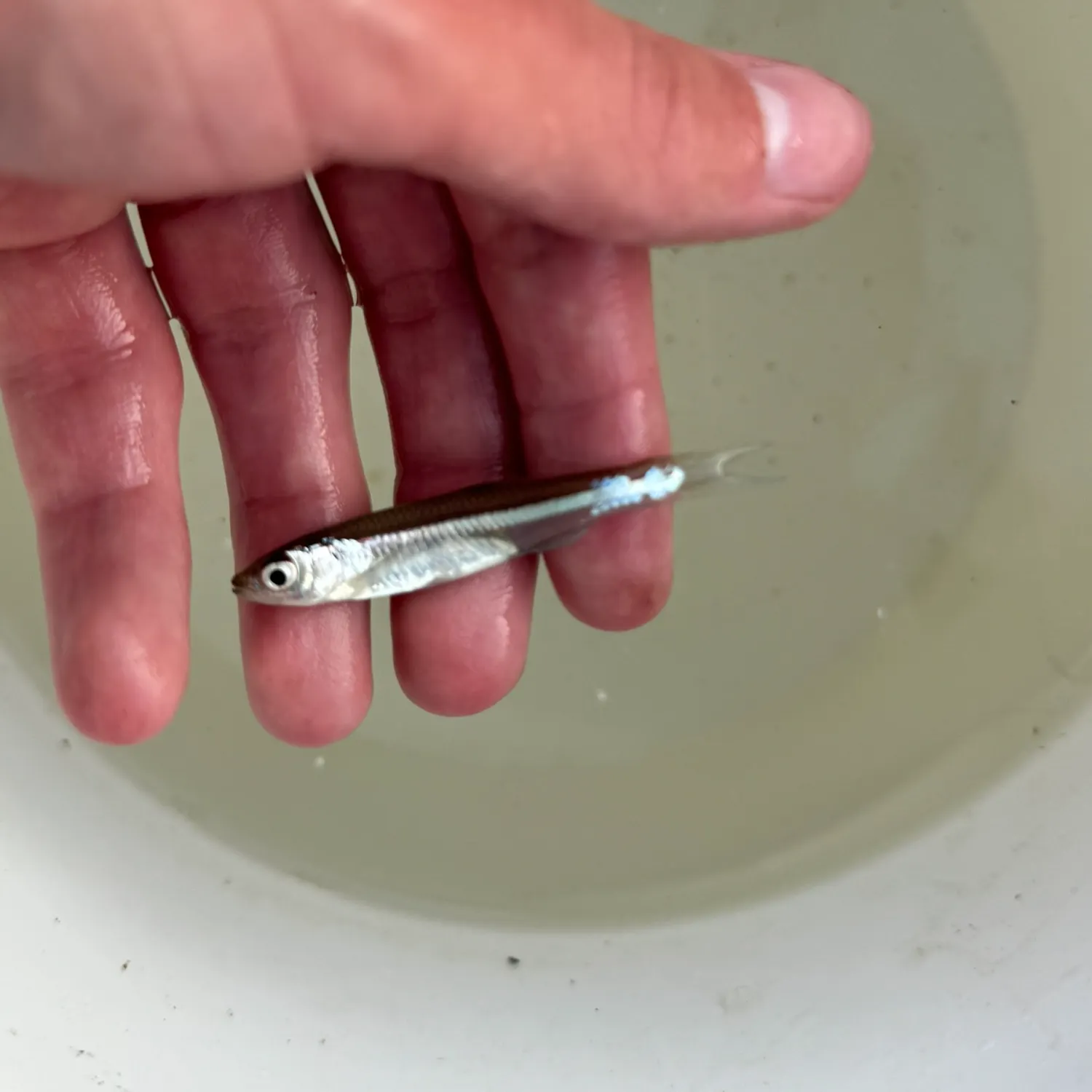 Emerald shiner caught on Fishbrain