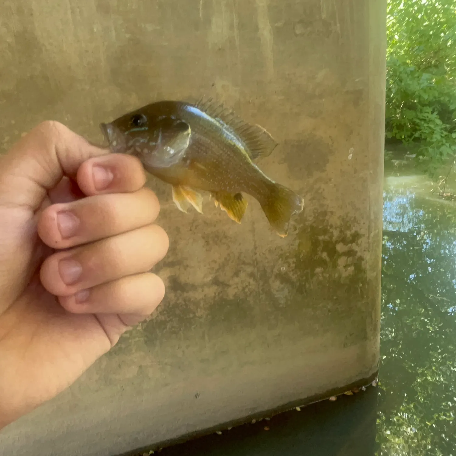 Green sunfish caught on Fishbrain