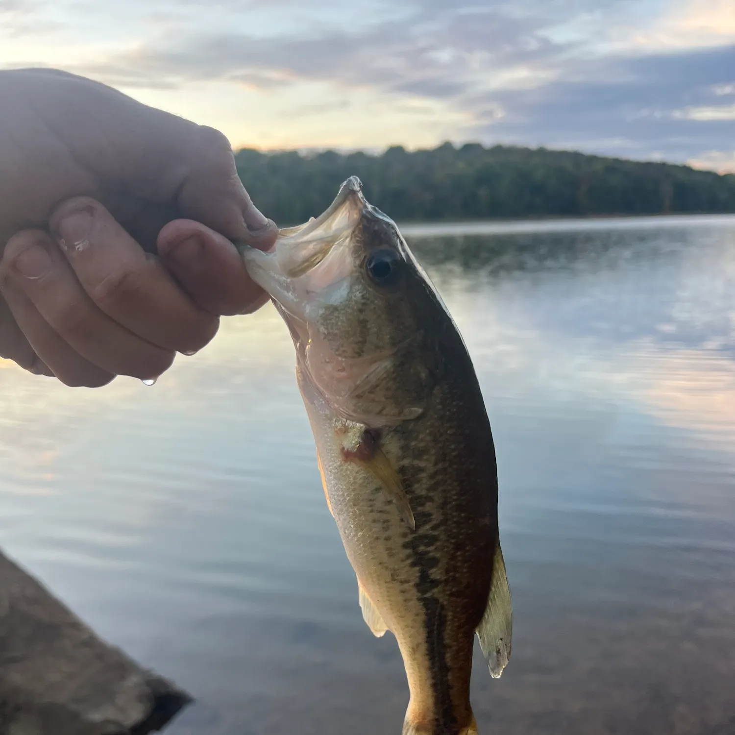 Largemouth bass caught on Fishbrain