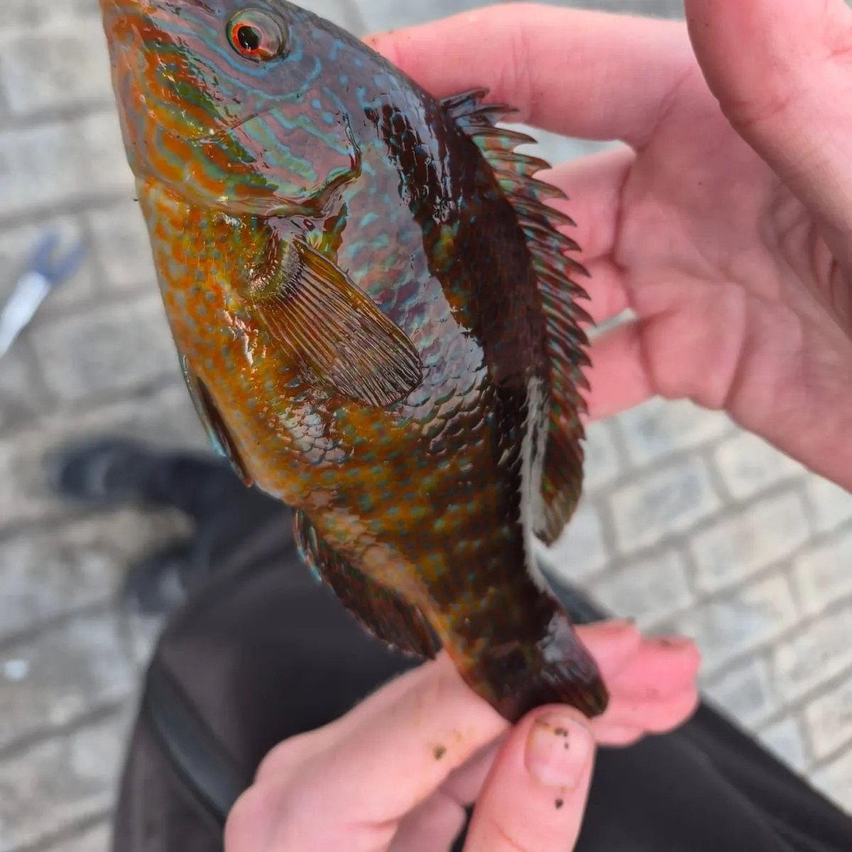 Ballan wrasse caught on Fishbrain