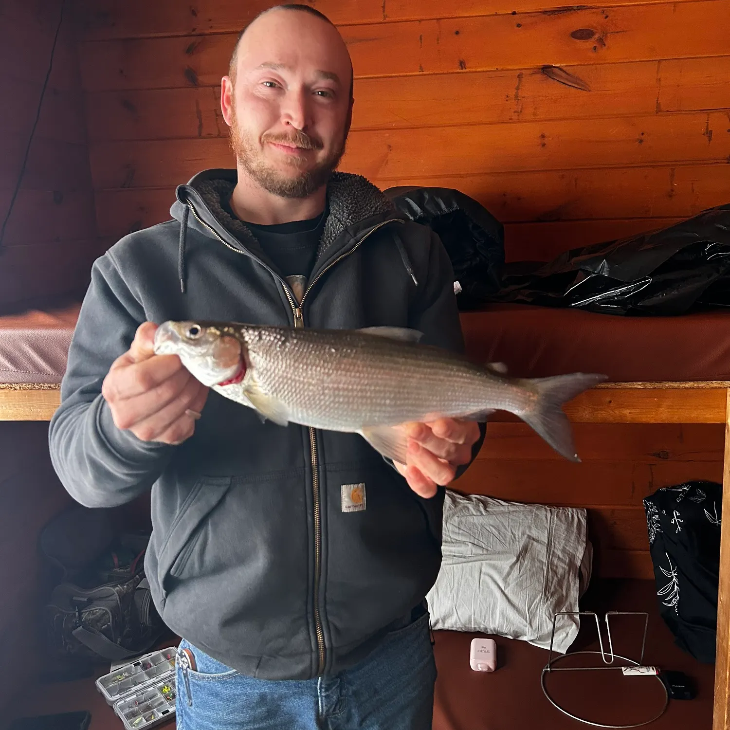 The most recent Northern cisco catches on Fishbrain