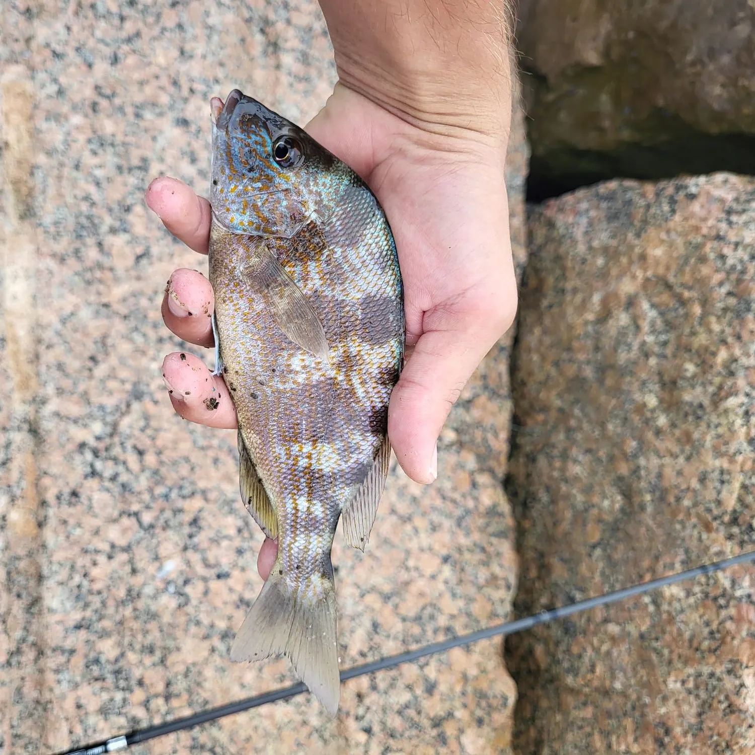 The most recent Pigfish catches on Fishbrain
