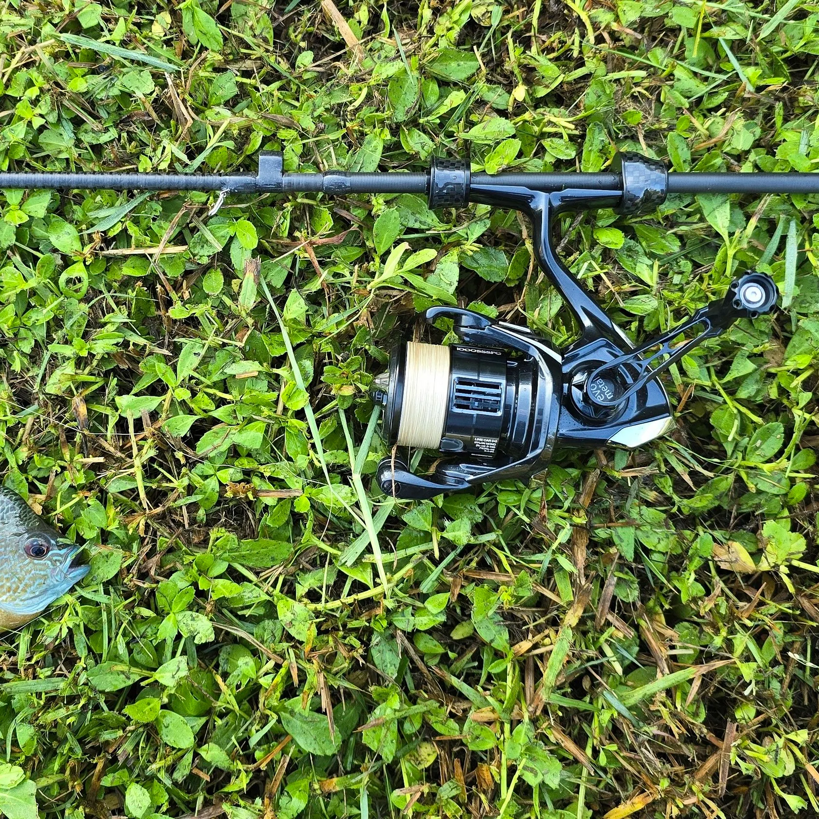 The most recent Plains longear sunfish catches on Fishbrain
