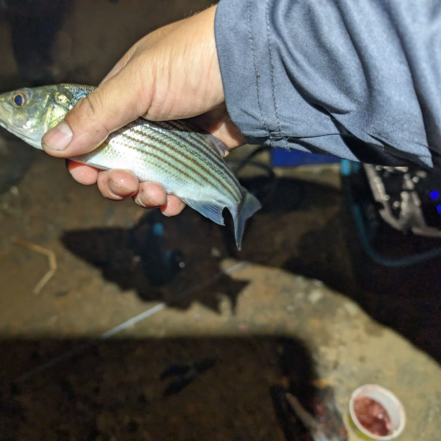 Striped bass caught on Fishbrain