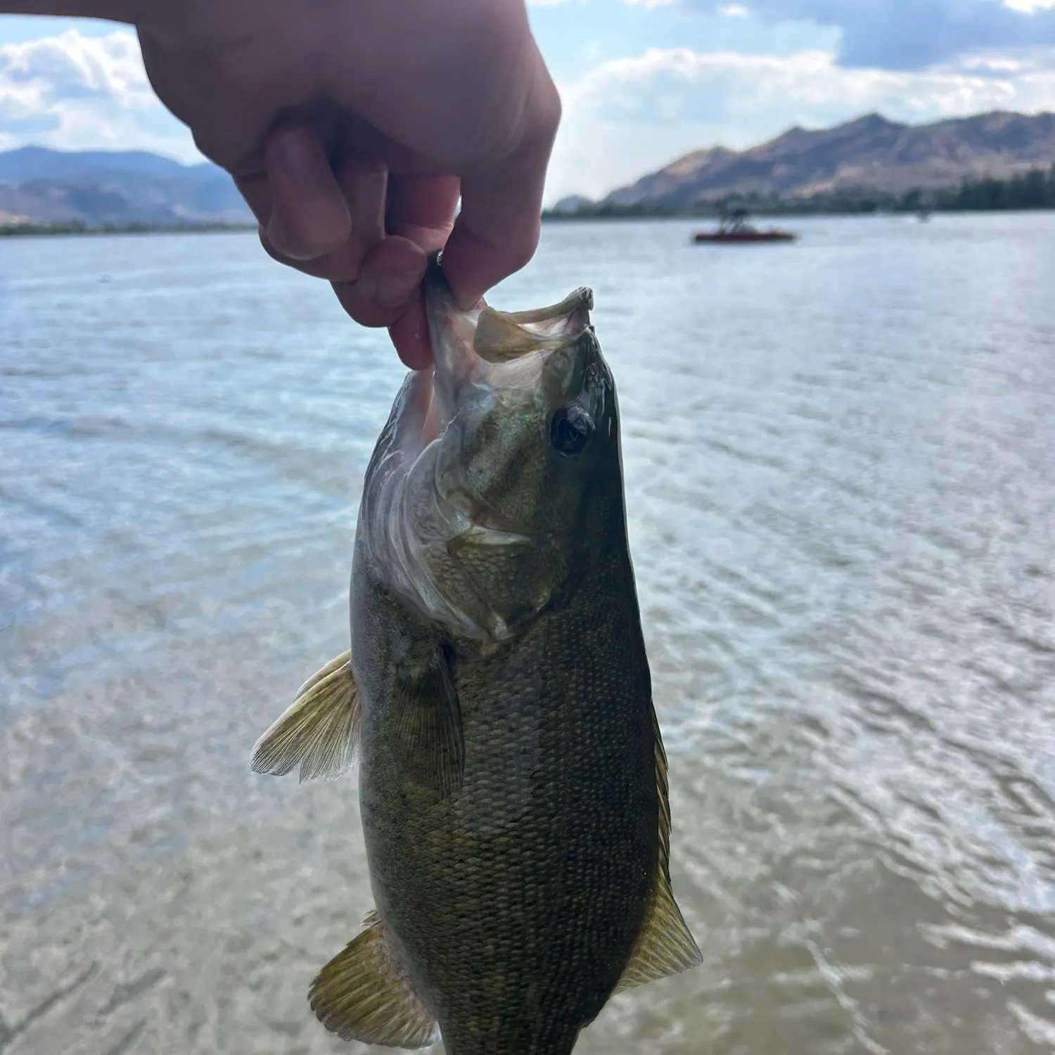 Smallmouth bass caught on Fishbrain