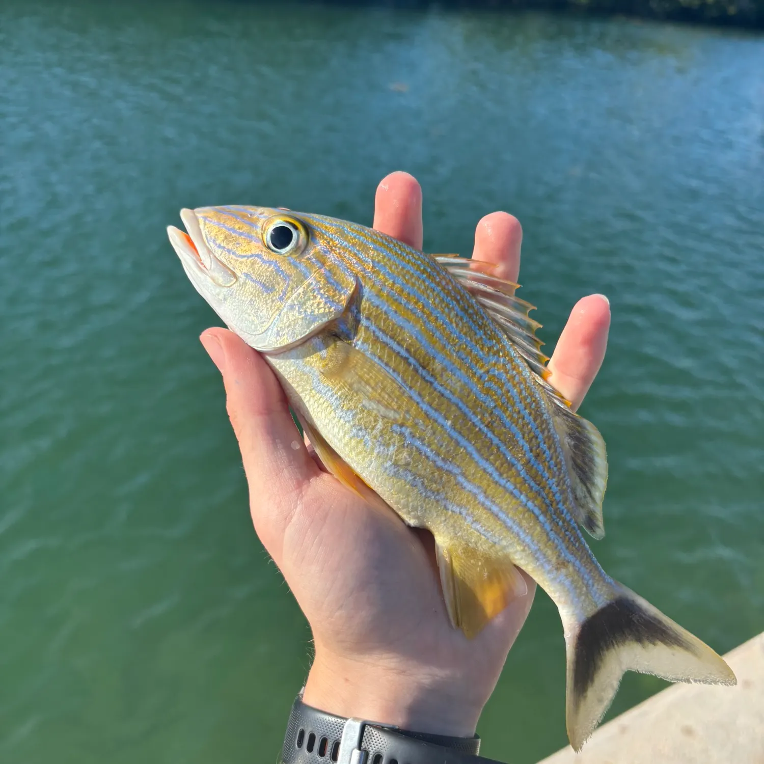 catch