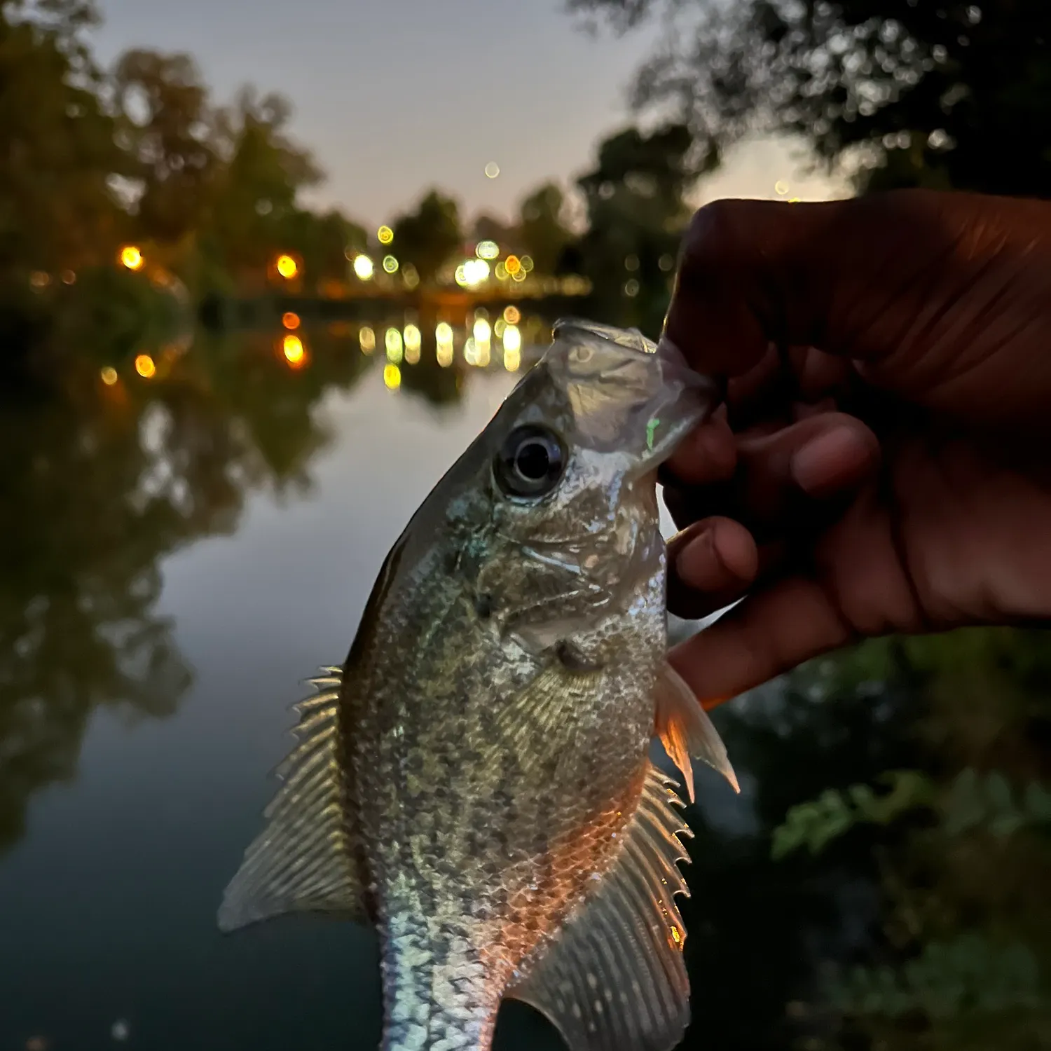 Black crappie caught on Fishbrain