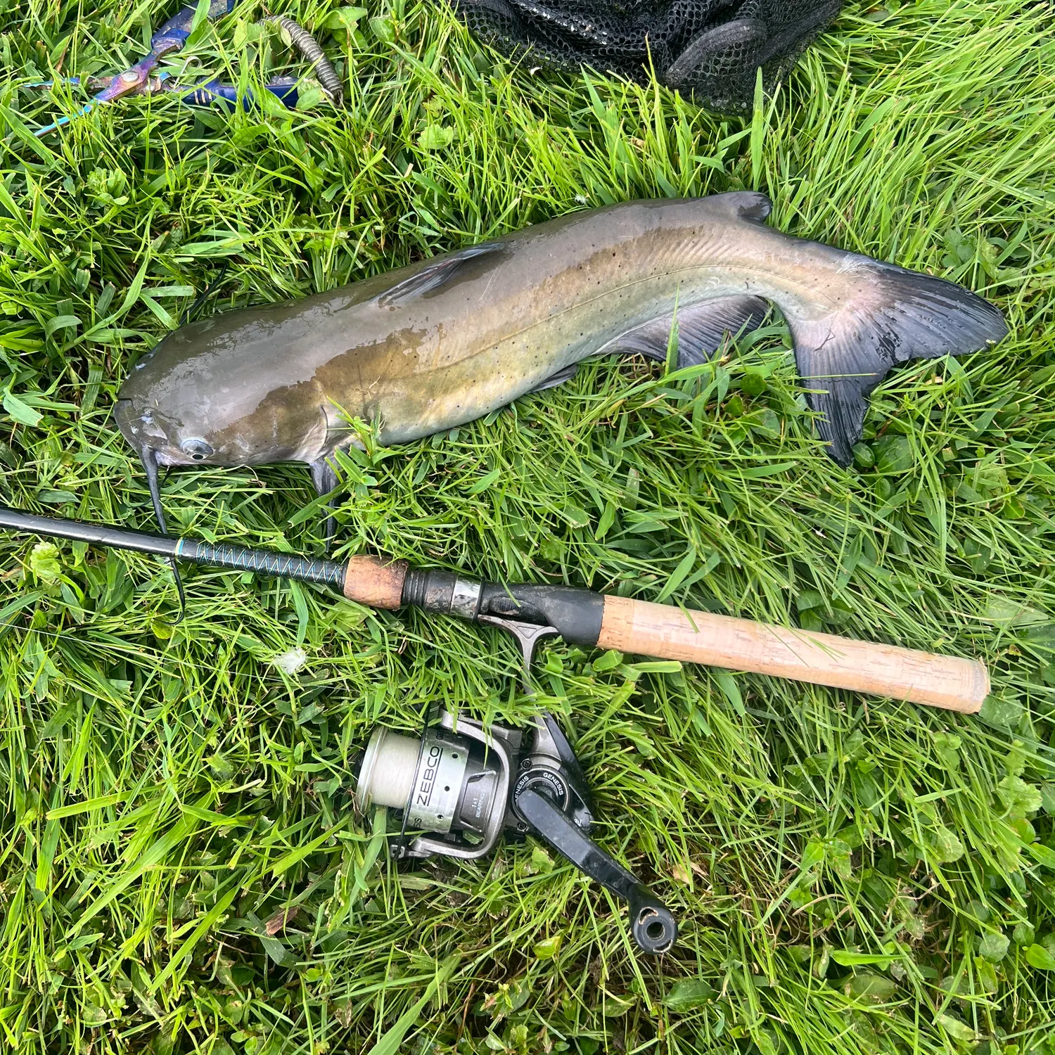 Channel catfish caught on Fishbrain
