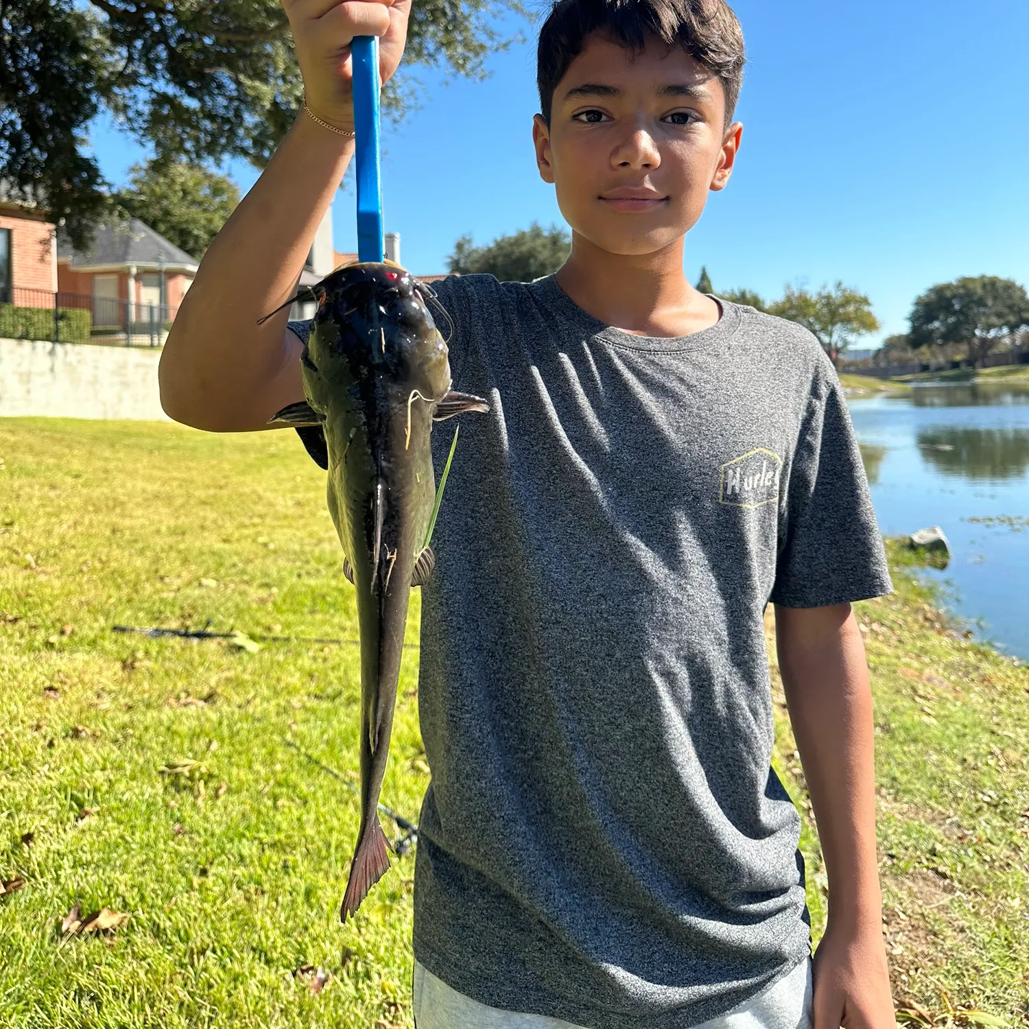 The most recent Black bullhead catches on Fishbrain