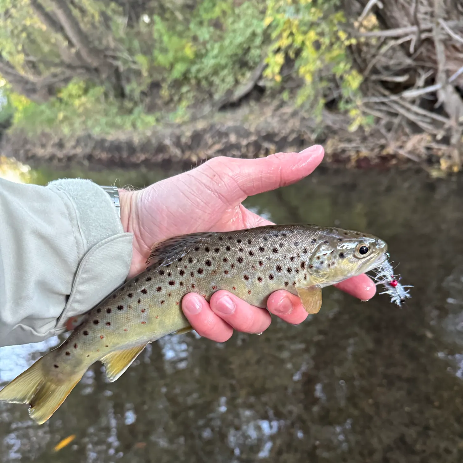 Brown trout caught on Fishbrain