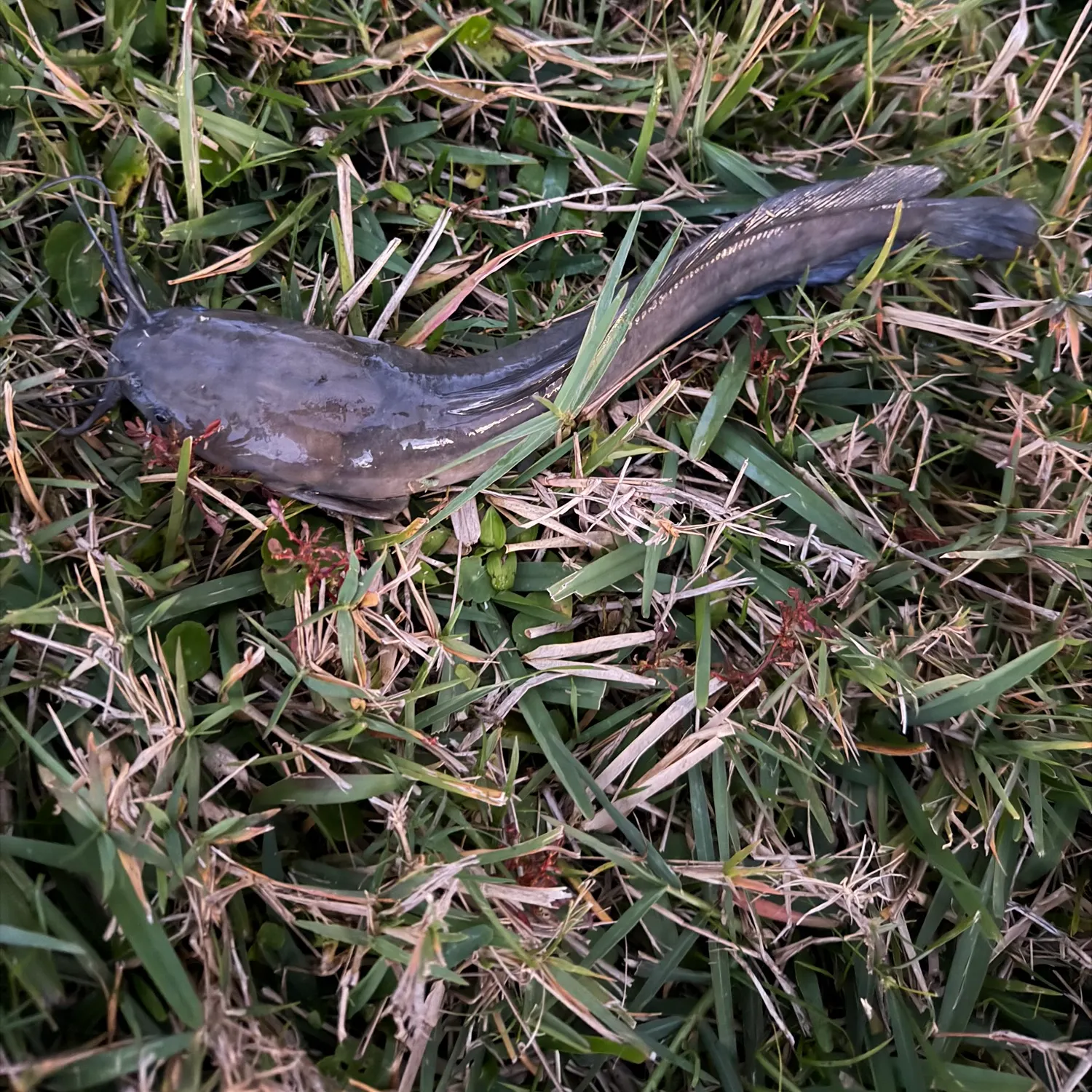 The most recent Walking catfish catches on Fishbrain