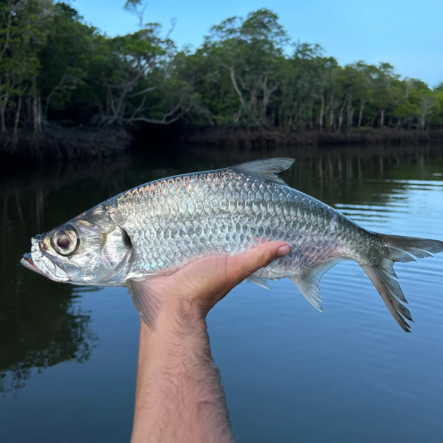 The most popular recent Indo-Pacific tarpon catch on Fishbrain