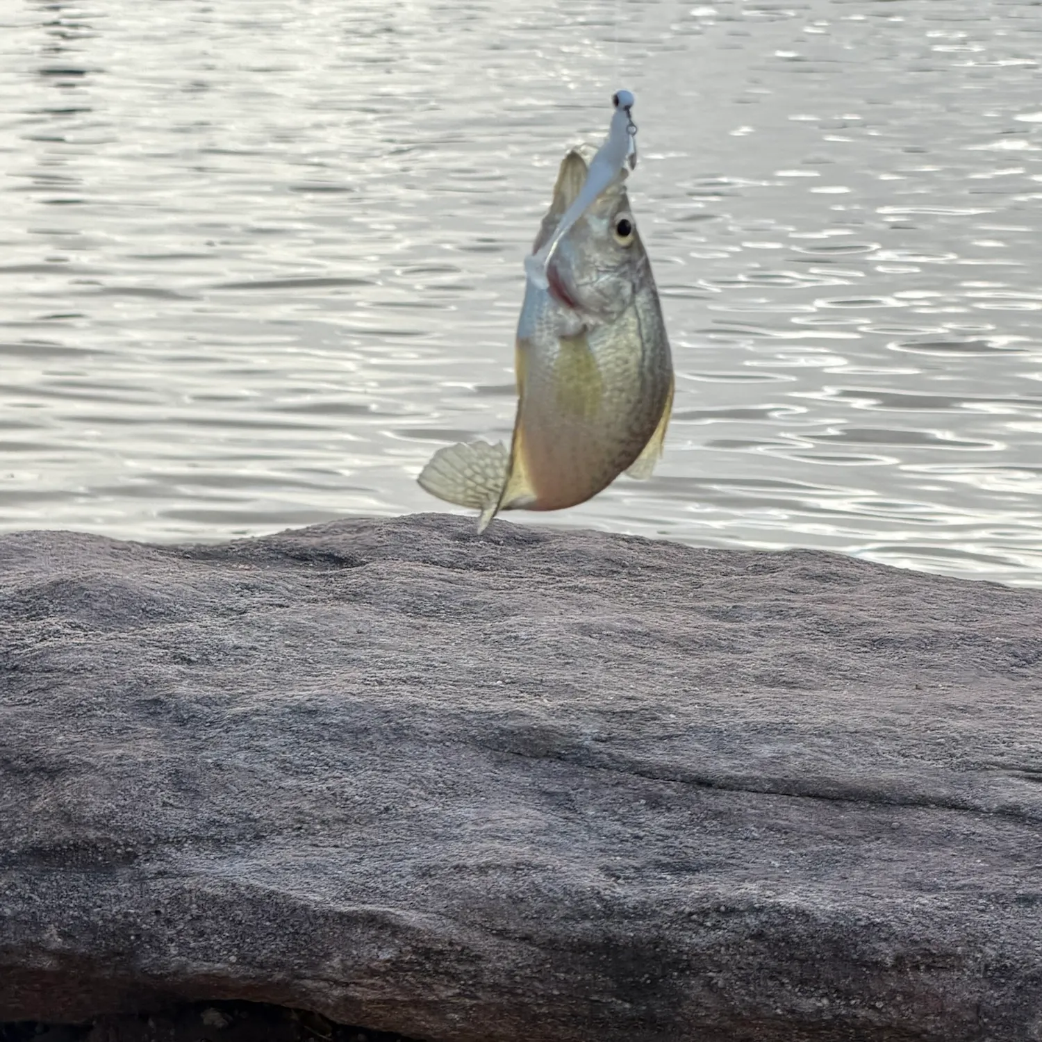 Black crappie caught on Fishbrain