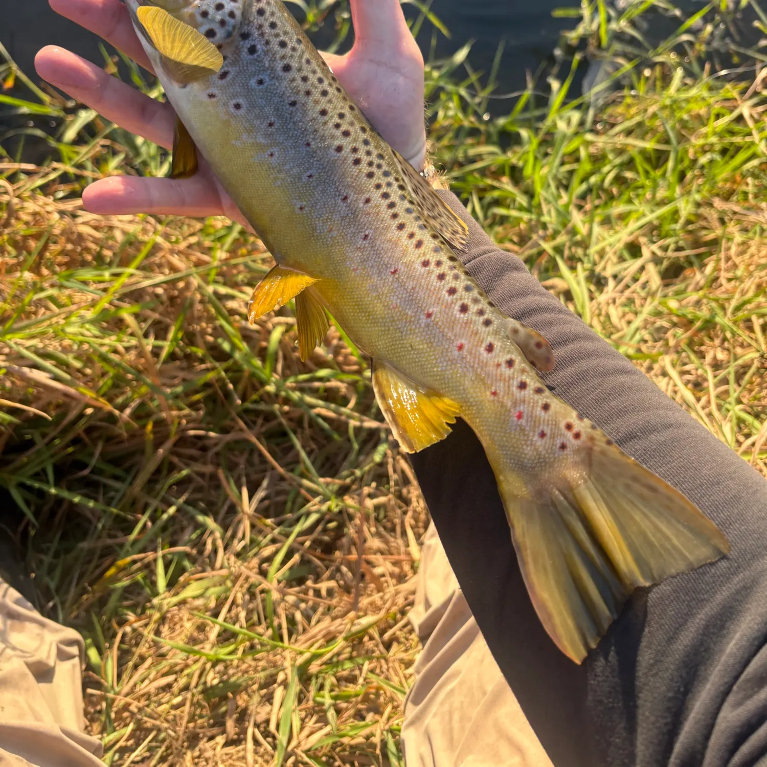 Brown trout caught on Fishbrain