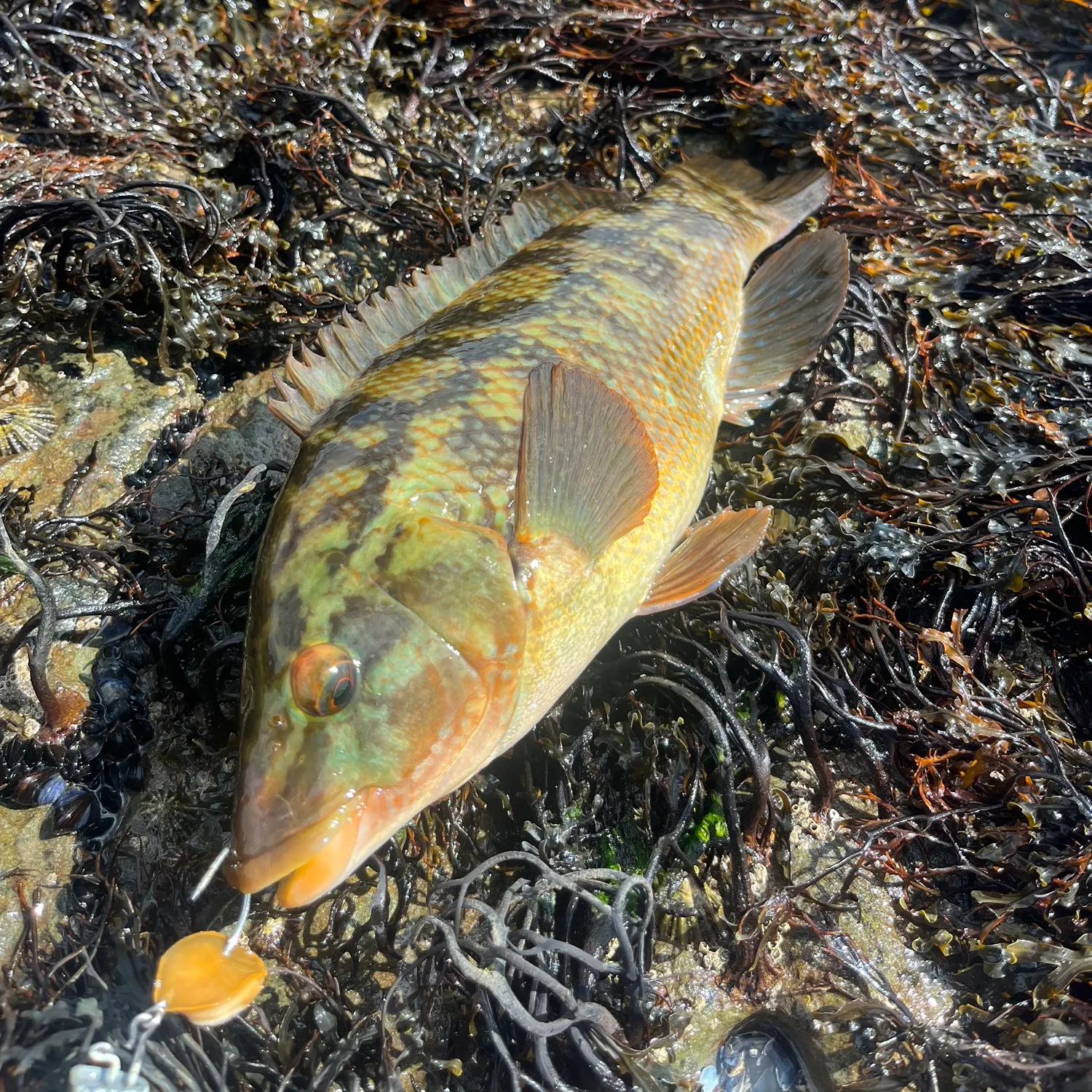Ballan wrasse caught on Fishbrain