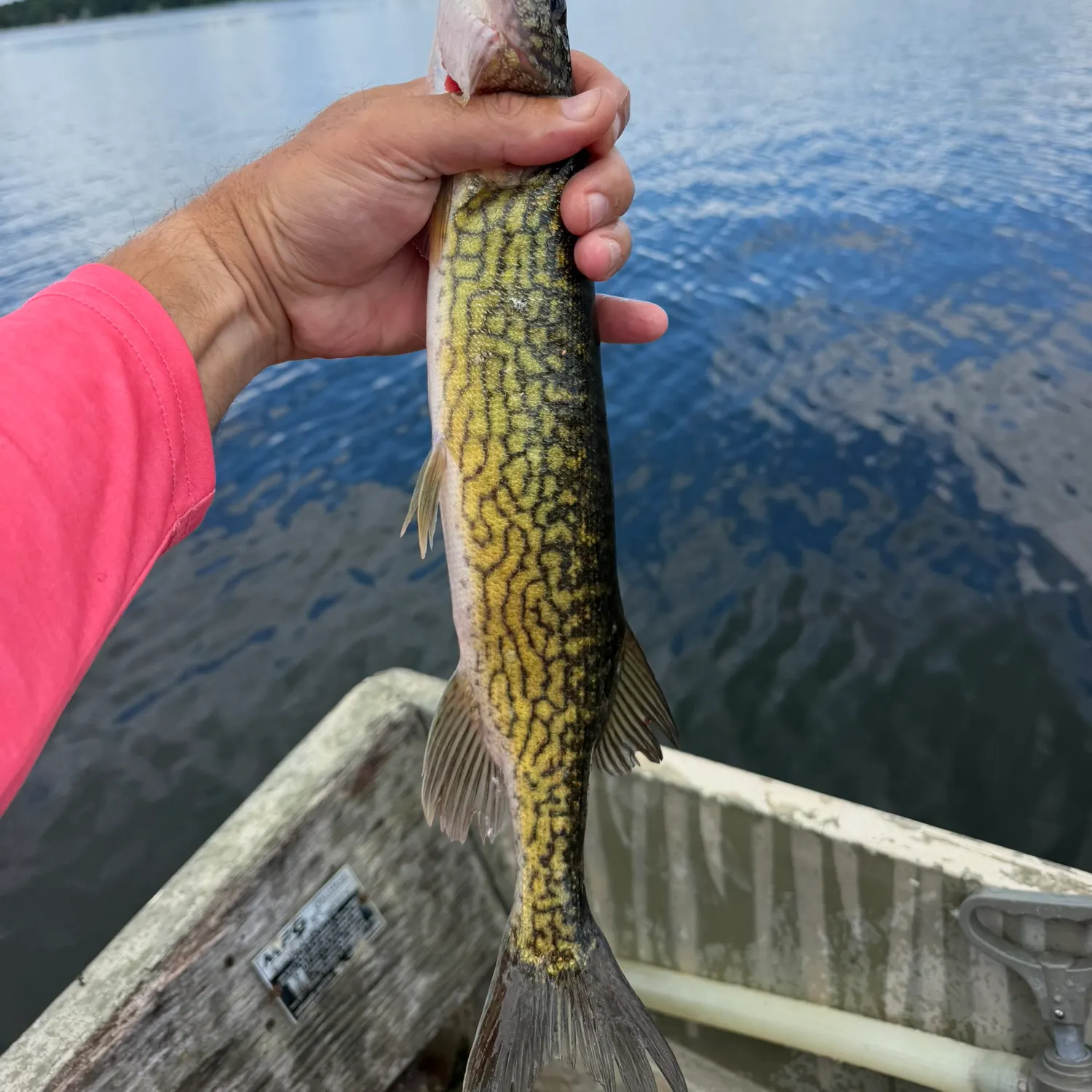 Chain pickerel caught on Fishbrain