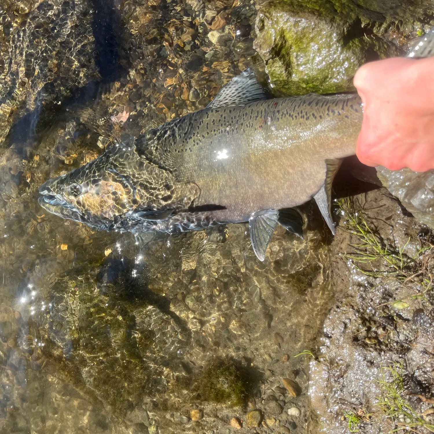 Chinook salmon caught on Fishbrain