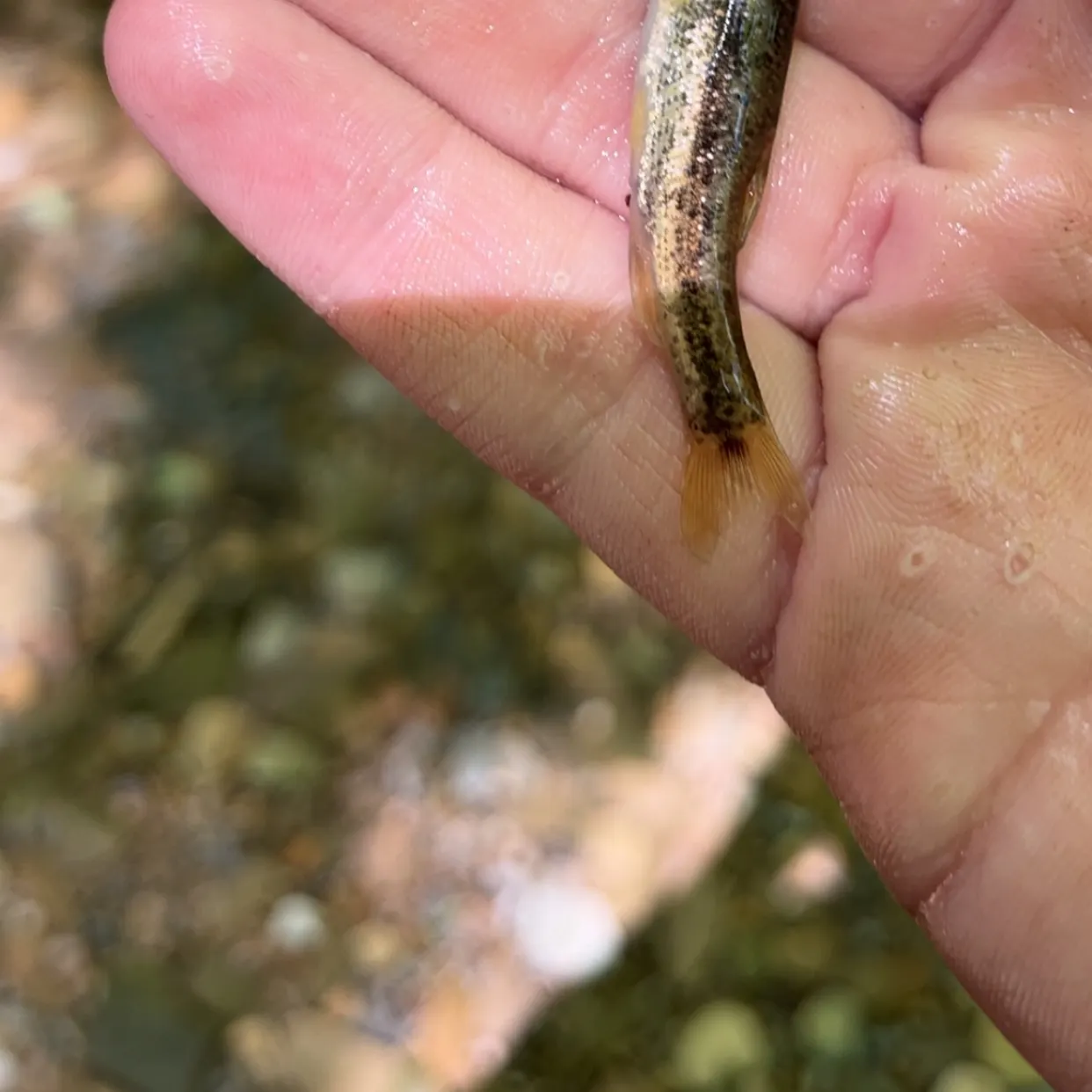 The most recent Northern pearl dace catches on Fishbrain
