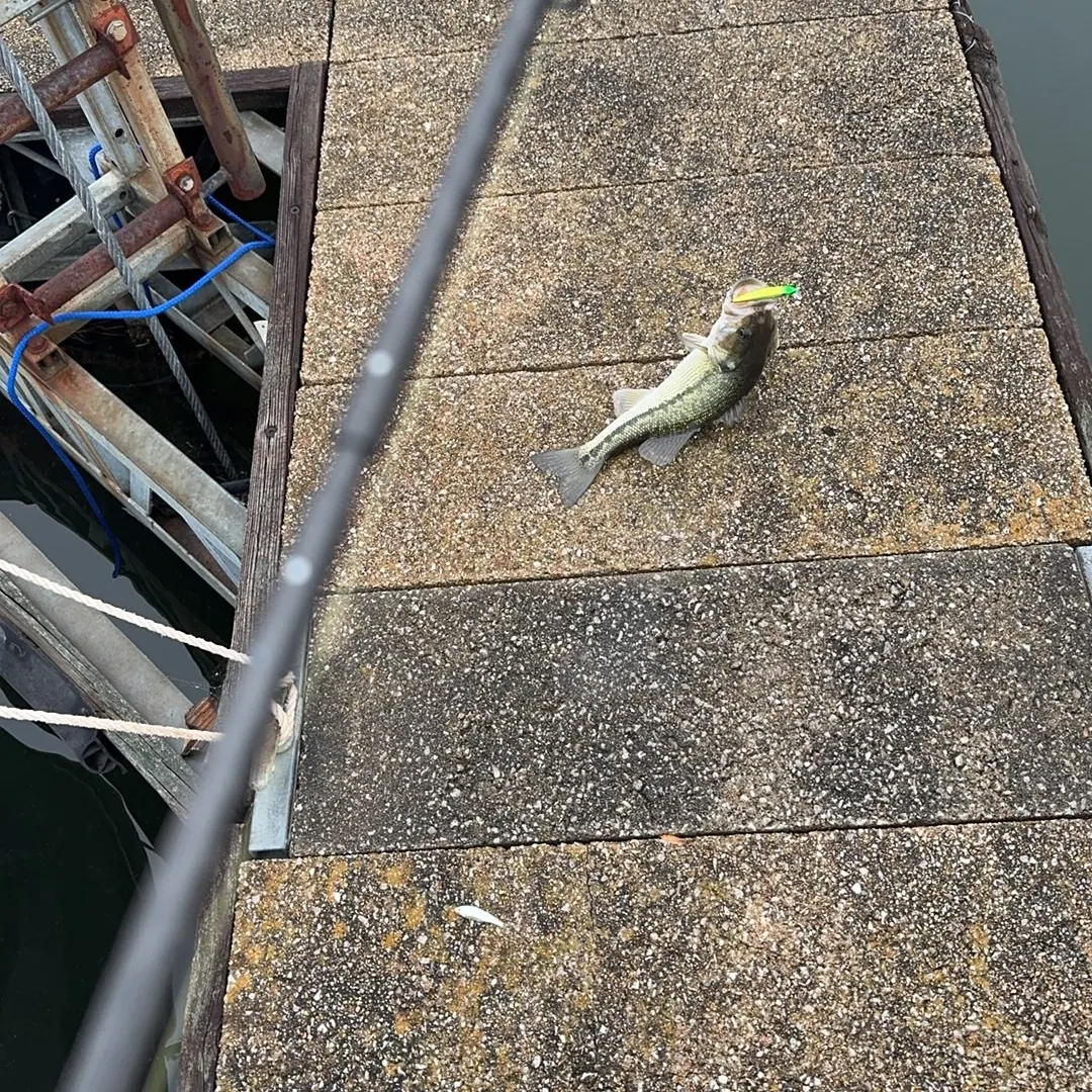 angler catch