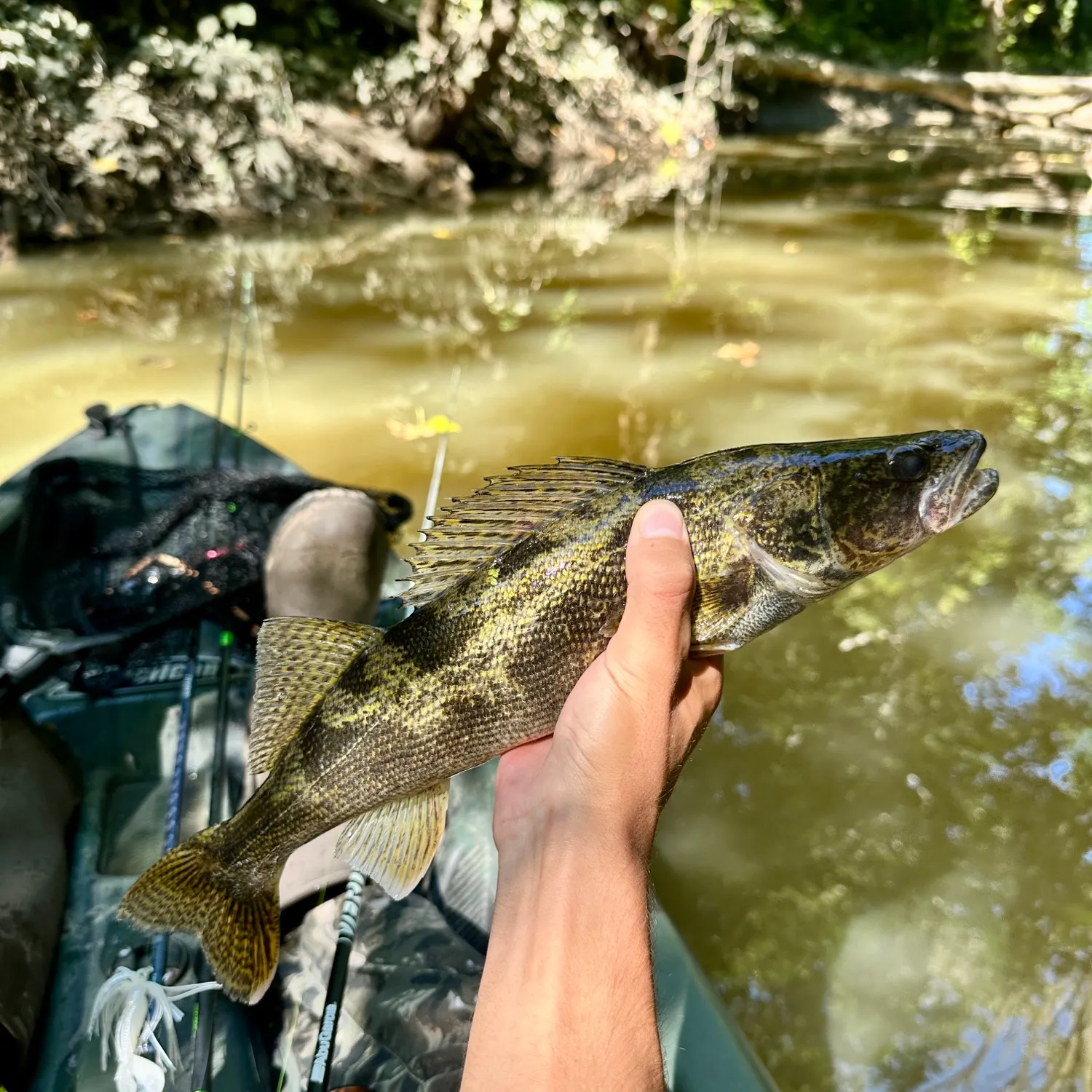 Sauger caught on Fishbrain
