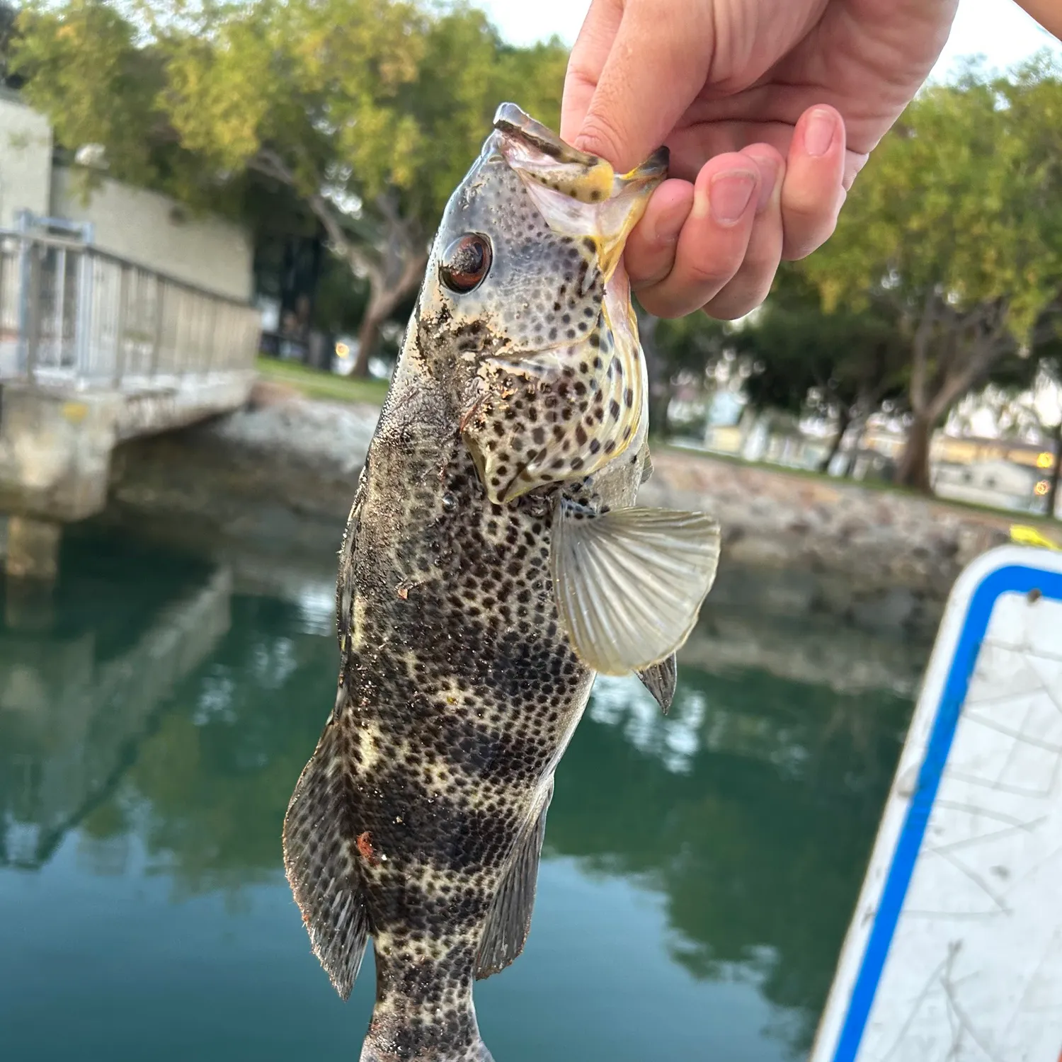 The most recent Spotted sand bass catches on Fishbrain