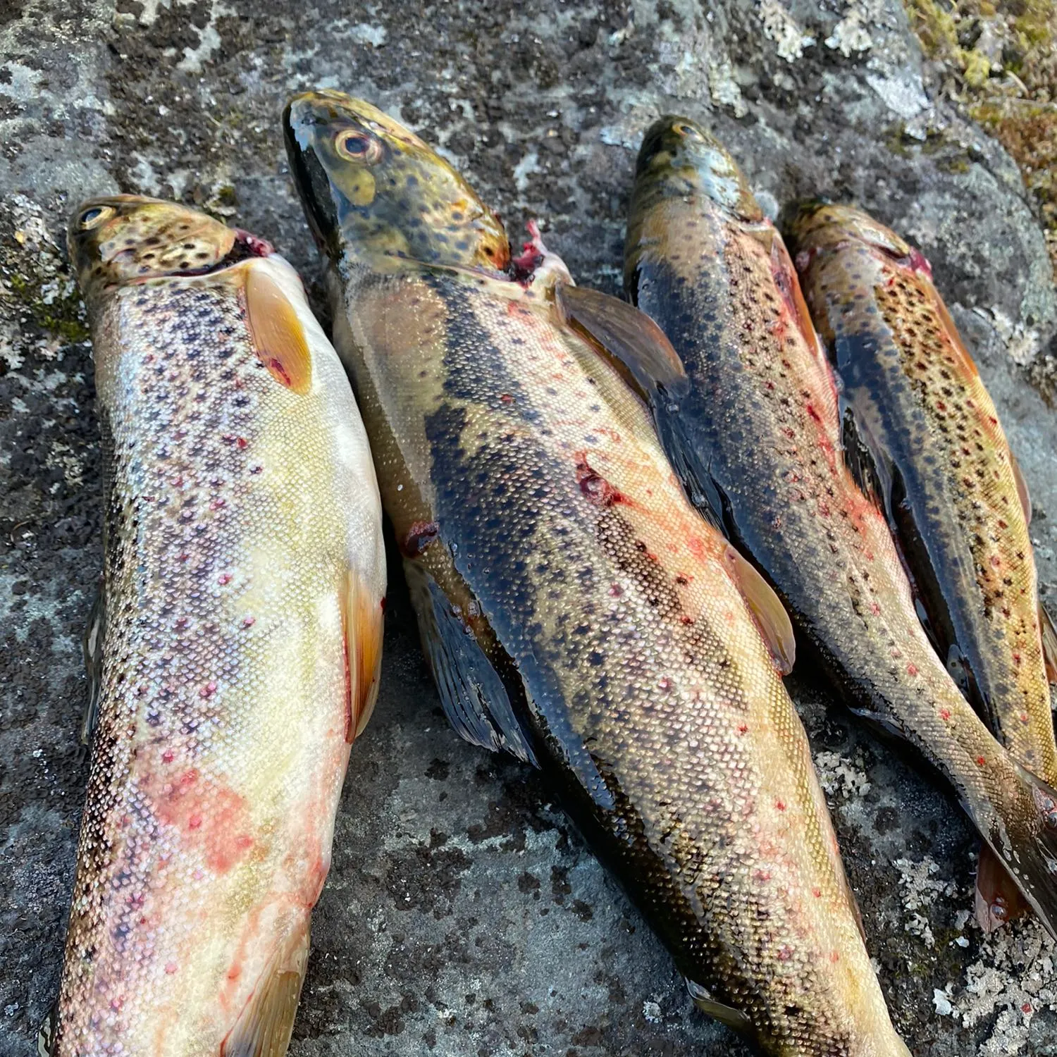 recently logged catches