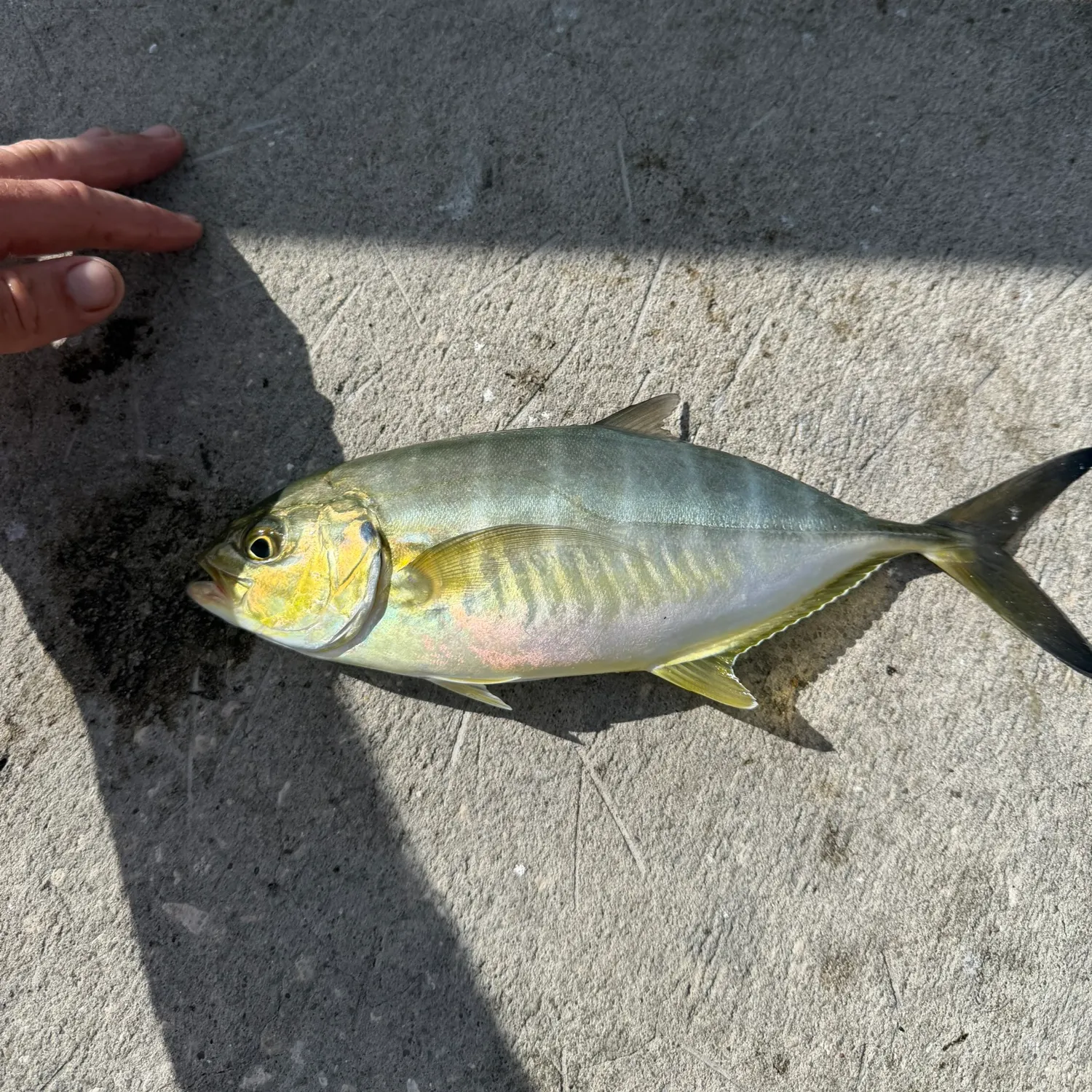 Yellow jack caught on Fishbrain