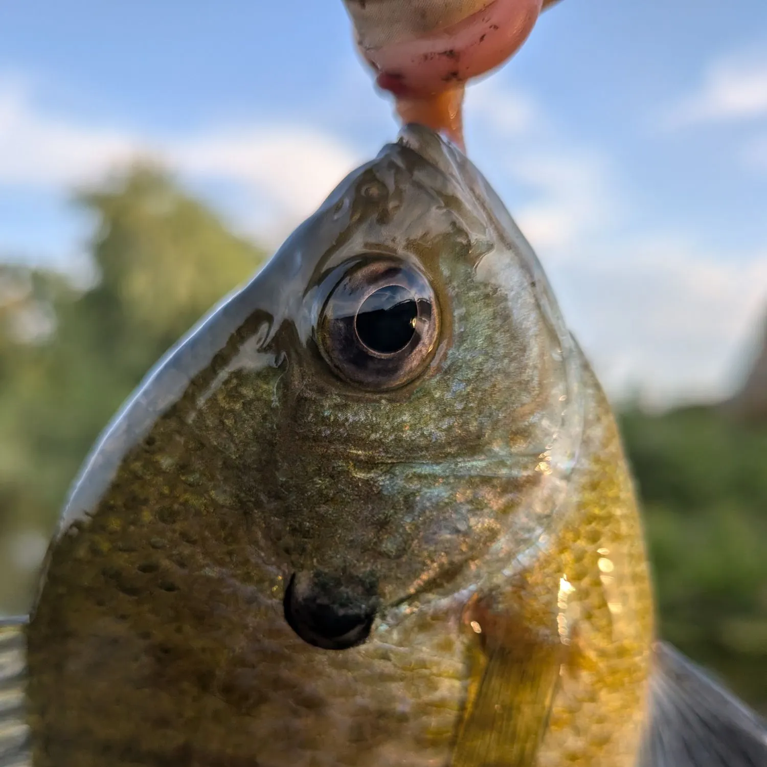 Bluegill caught on Fishbrain