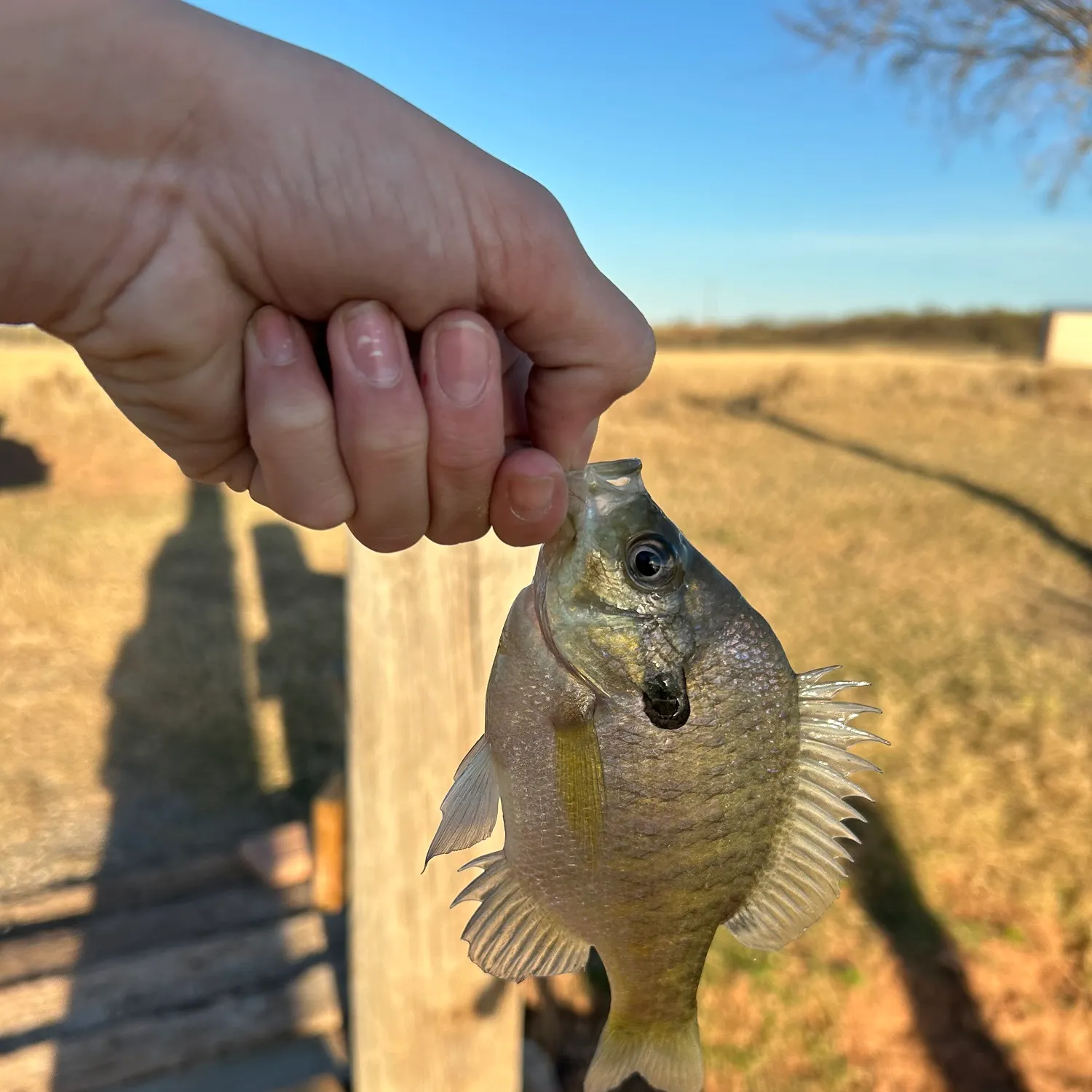 The most recent Coppernose bluegill catches on Fishbrain