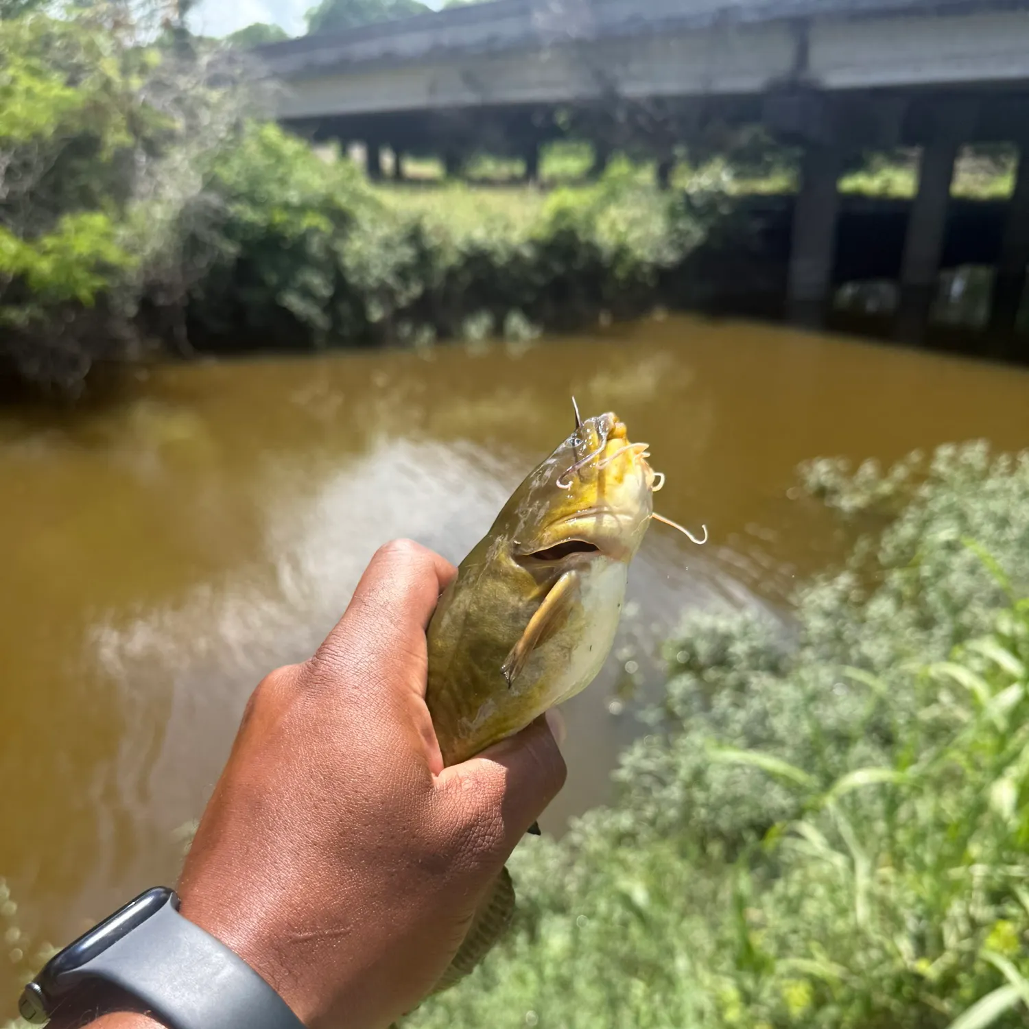 catch