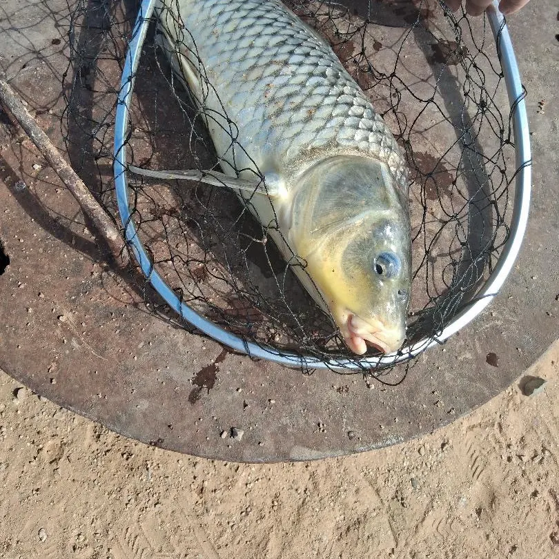 The most recent Ghost carp catches on Fishbrain