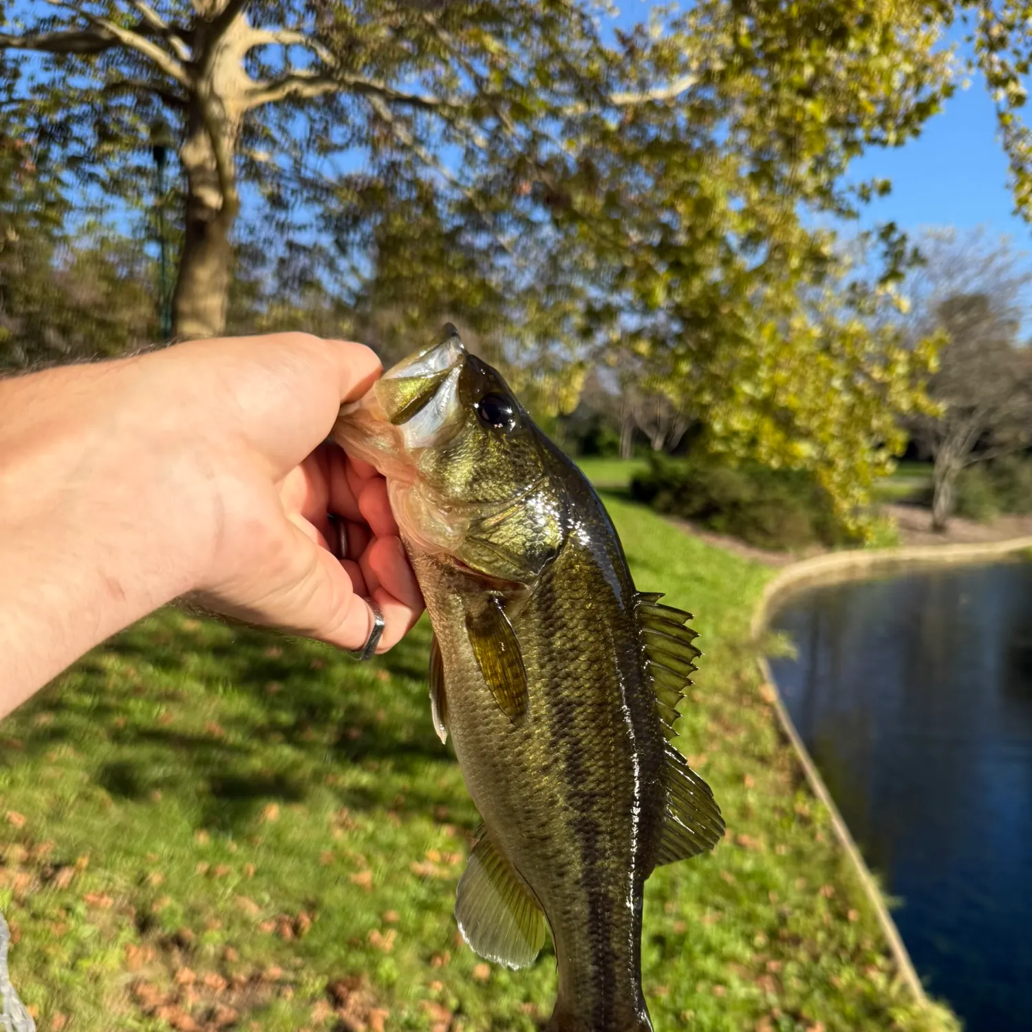 Largemouth bass caught on Fishbrain