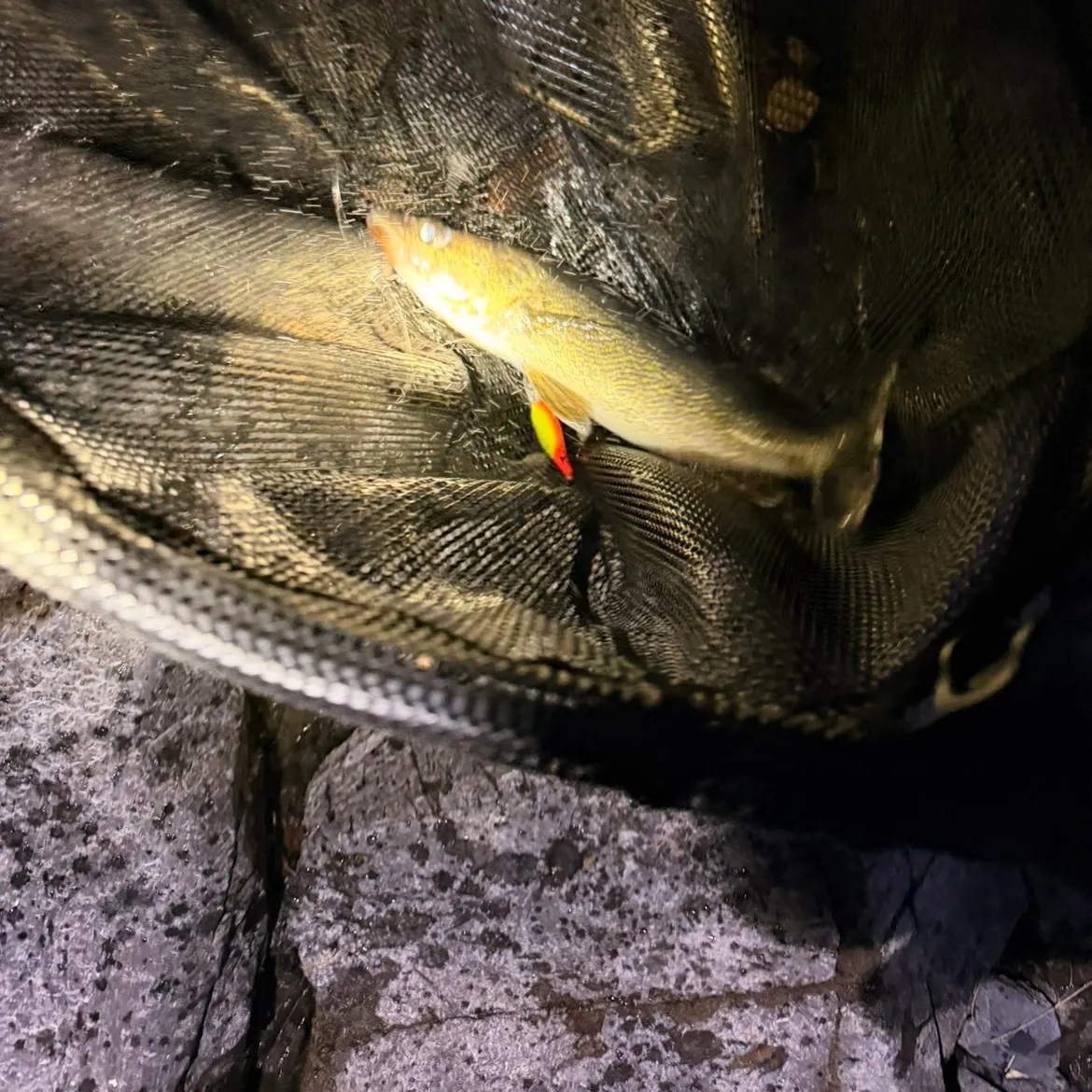 Walleye caught on Fishbrain
